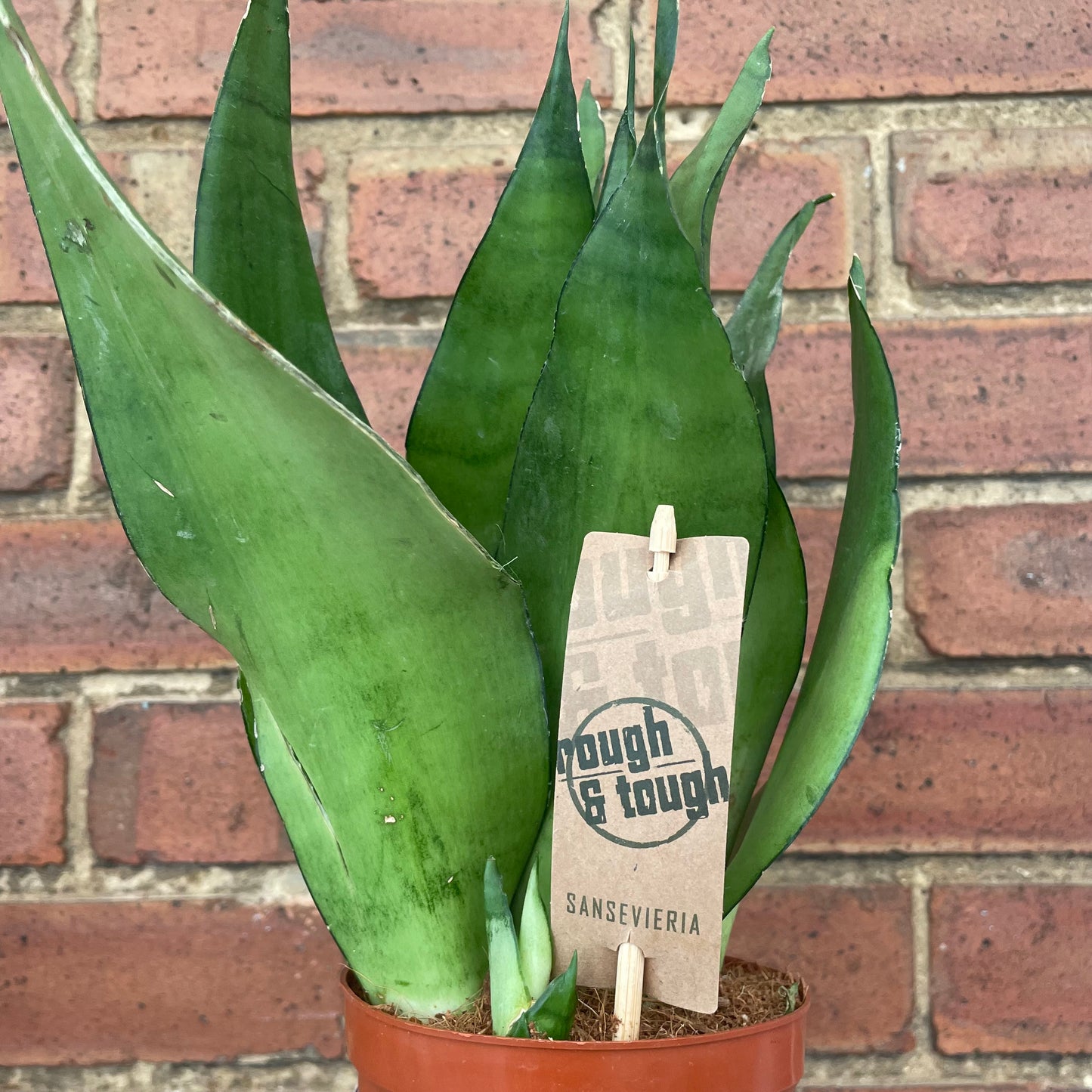 Sansevieria Moonshine Snake Plant