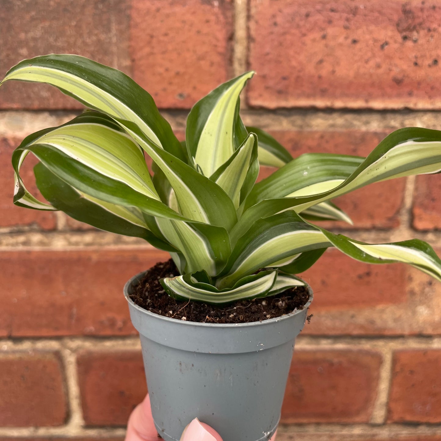Baby Dracaena Fragrans Malaika Curly