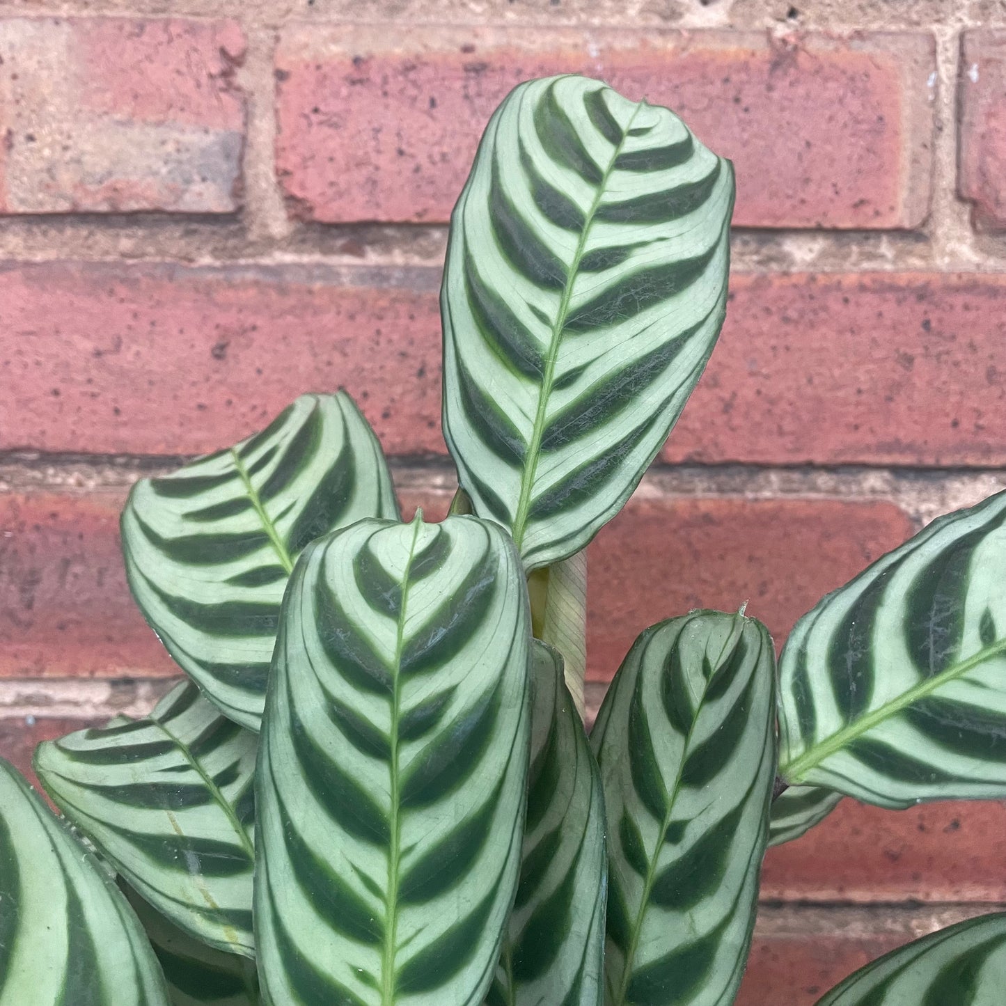 Ctenanthe Burle Marxi Never Never Plant 12cm Pot