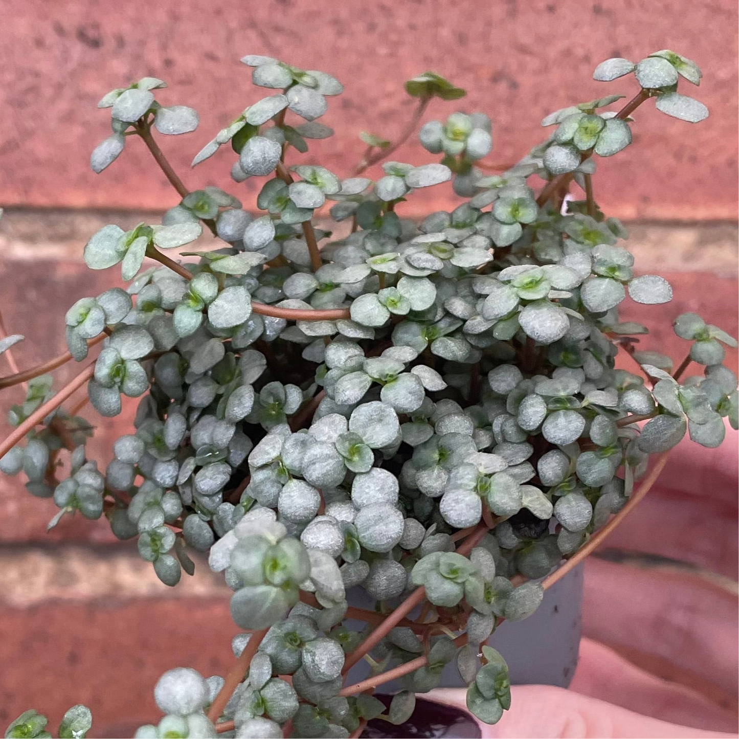 Baby Pilea Glaucophyll Greyzy Plant