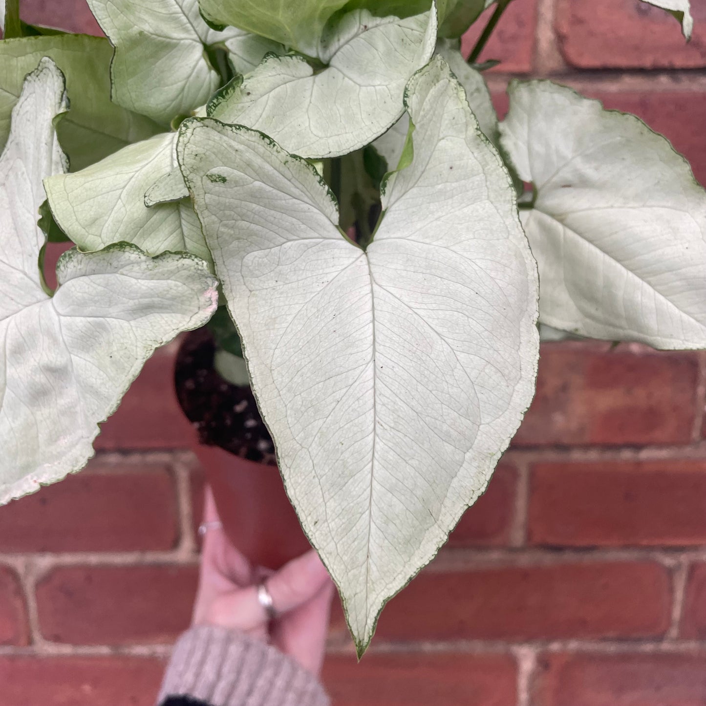 Syngonium Podophyllum Arrowhead