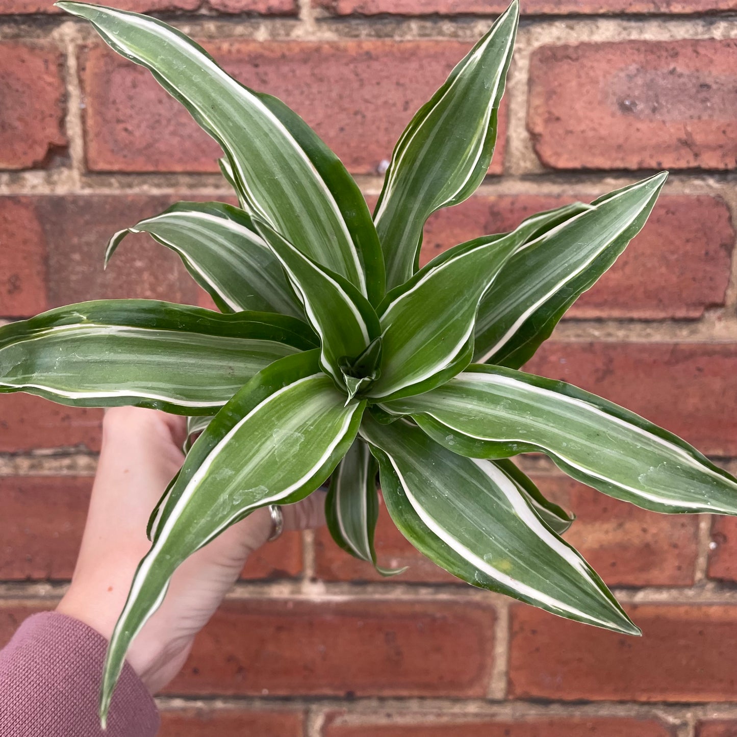 Baby Dracaena Fragrans White Jewel