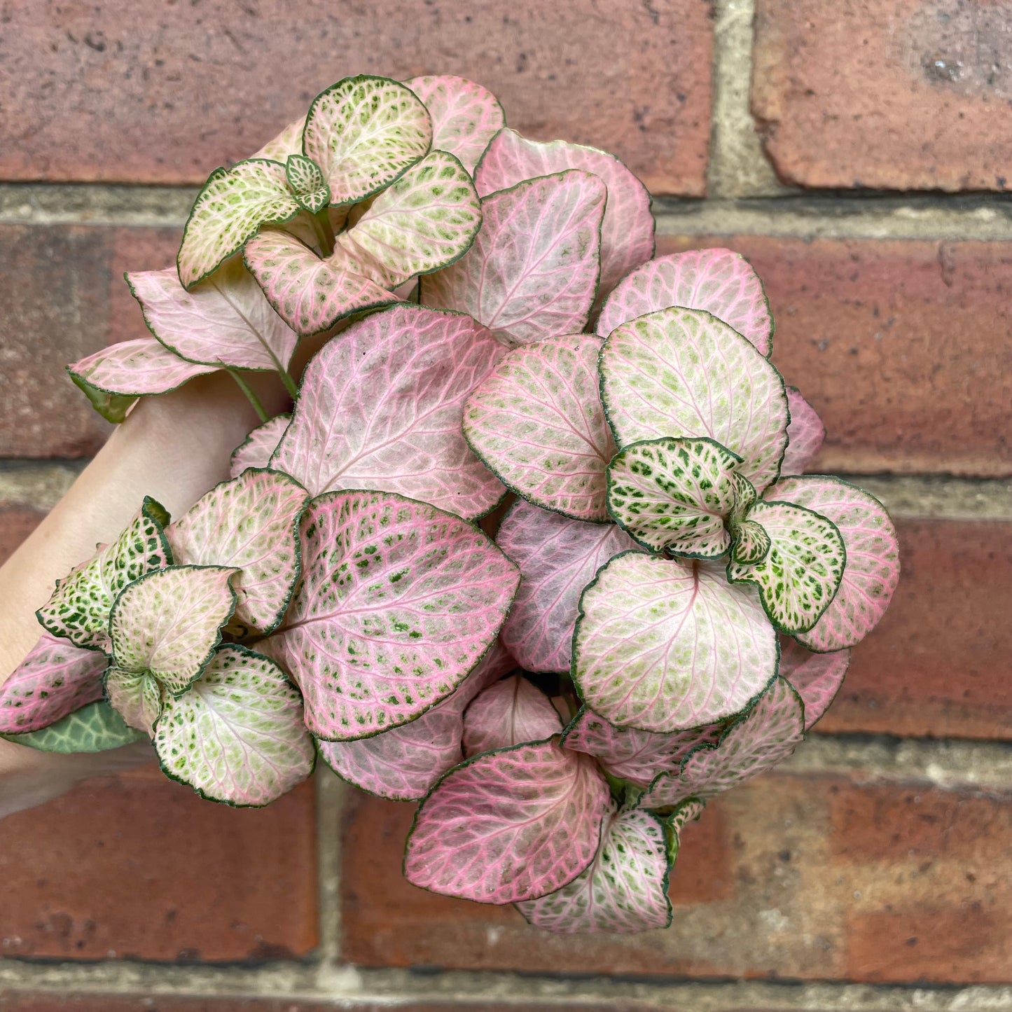 Fittonia Nerve Plant