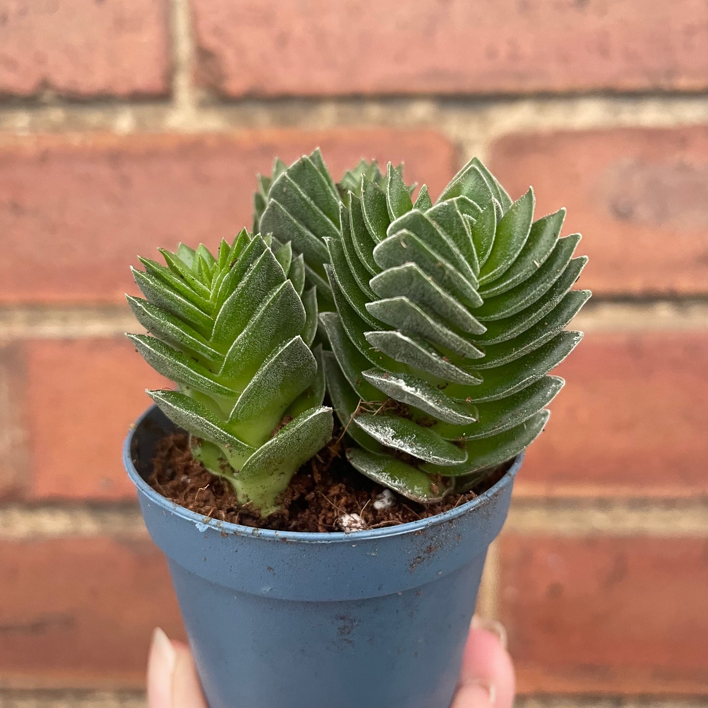 Crassula Buddha's Temple