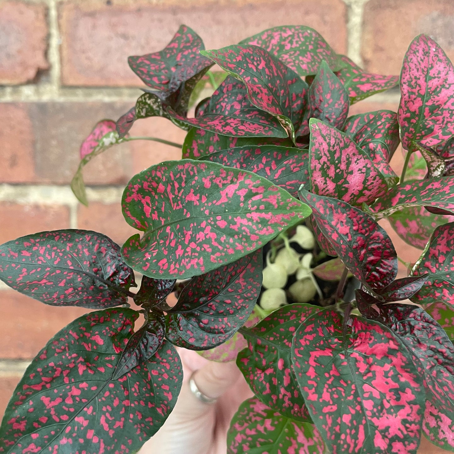Hypoestes Phyllostachya Polka Dot Plant