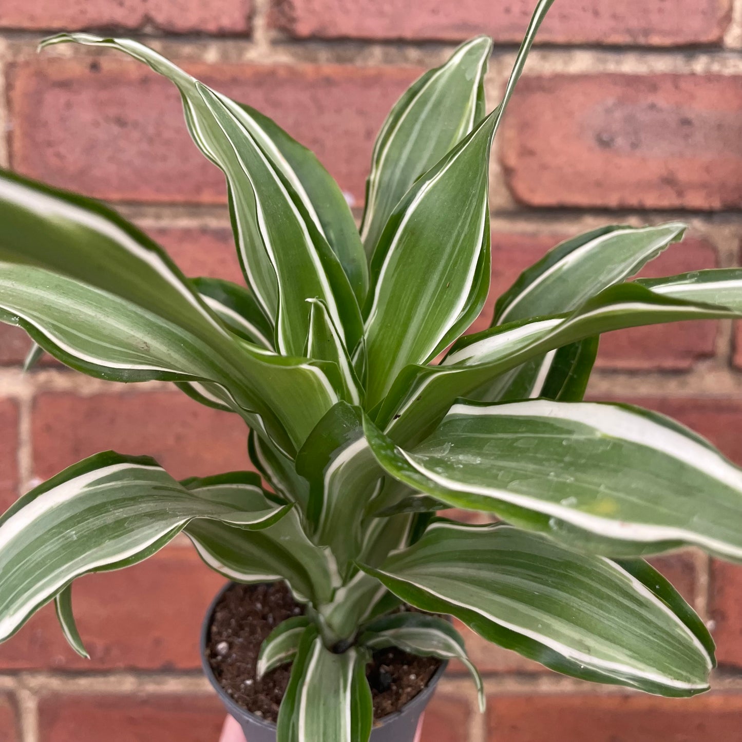 Baby Dracaena Fragrans White Jewel