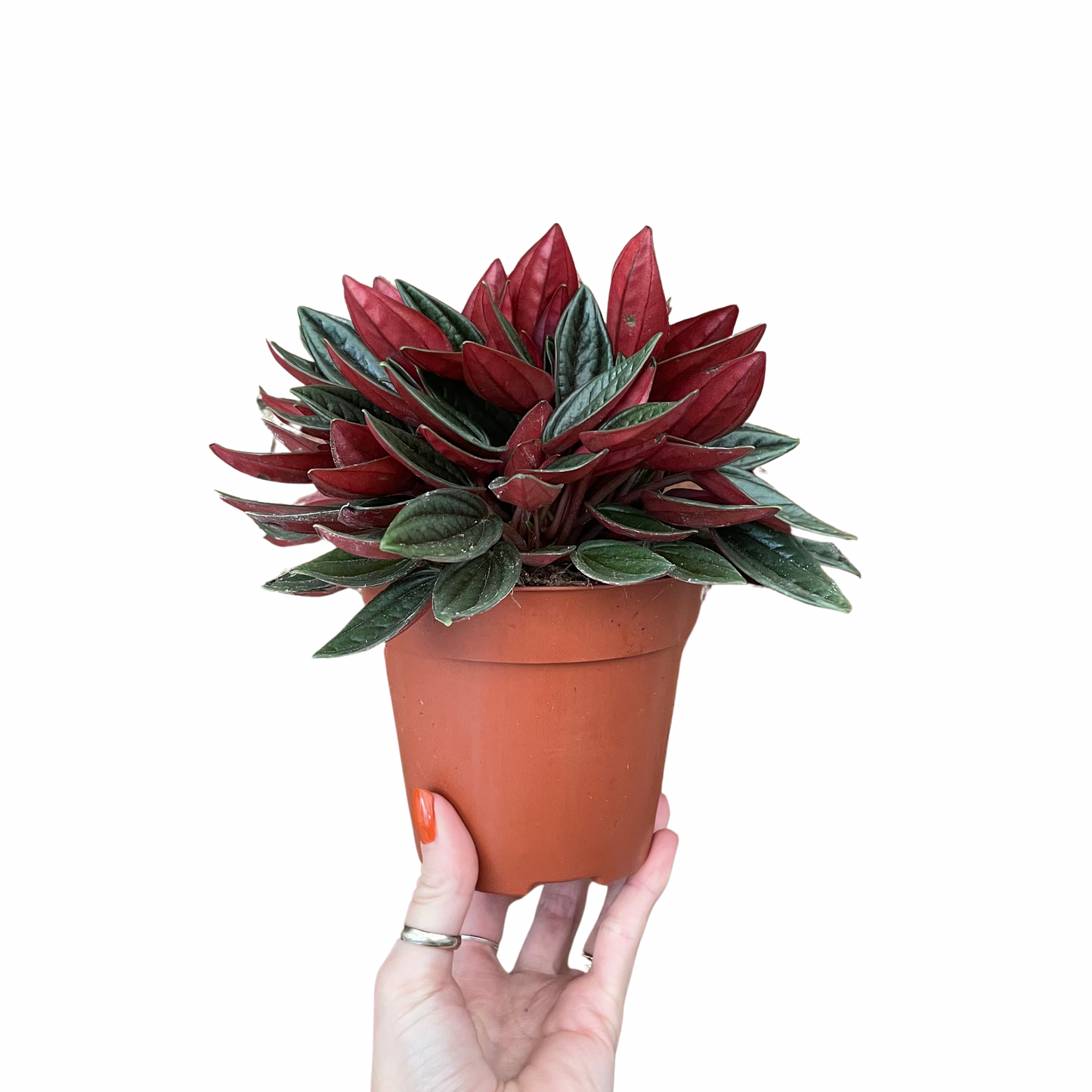 Peperomia Caperata Rosso 12cm pot