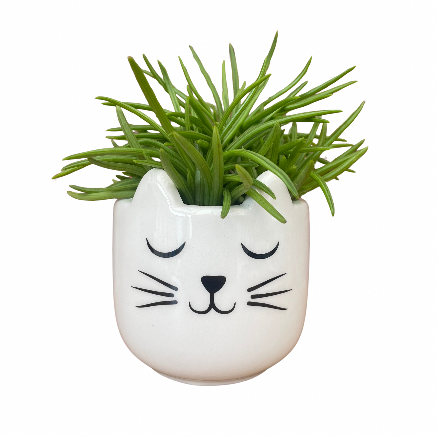 Cat's Whiskers Mini Plant Pot