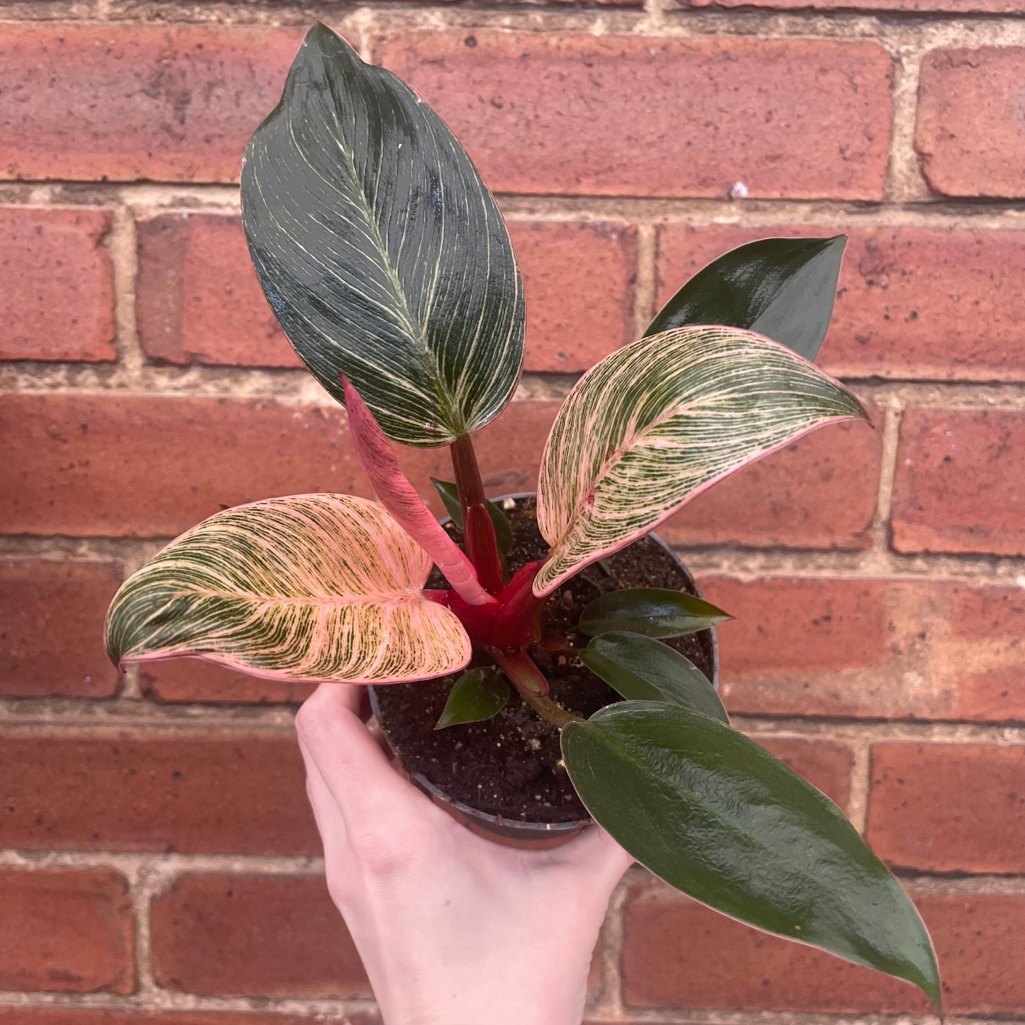 Philodendron Erubescens 'Pink Bikini'