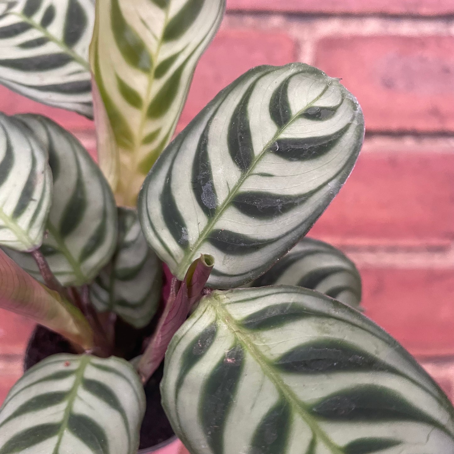 Baby Ctenanthe Burle Marxi Never Never Plant 6cm Pot