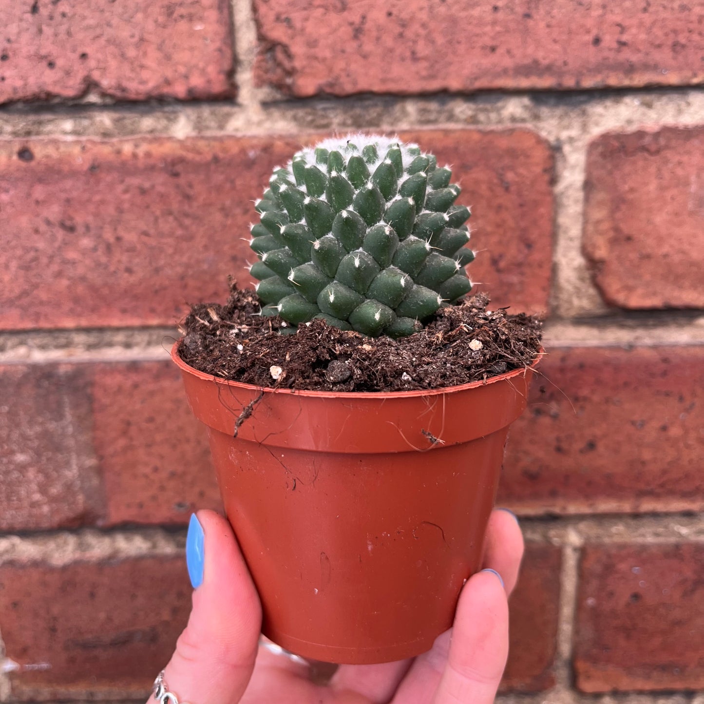 Cactus Mix