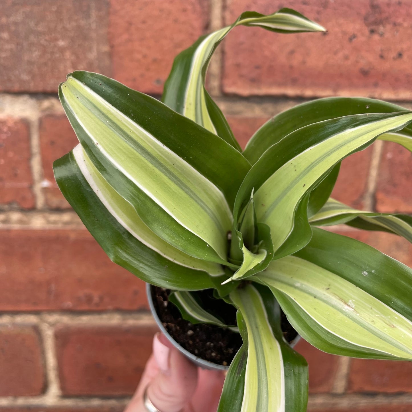 Baby Dracaena Fragrans Malaika Curly