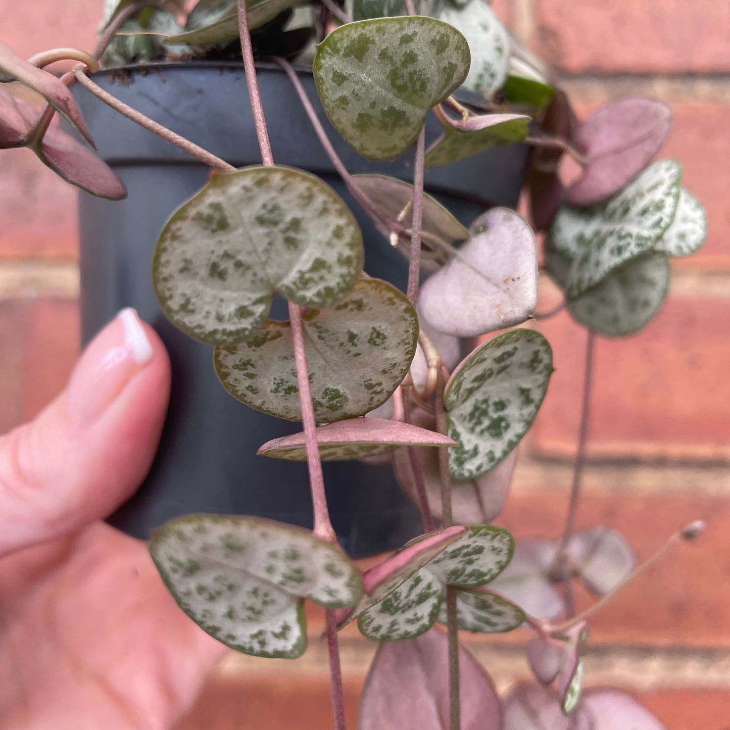 String Of Hearts Ceropegia Woodii 8.5cm