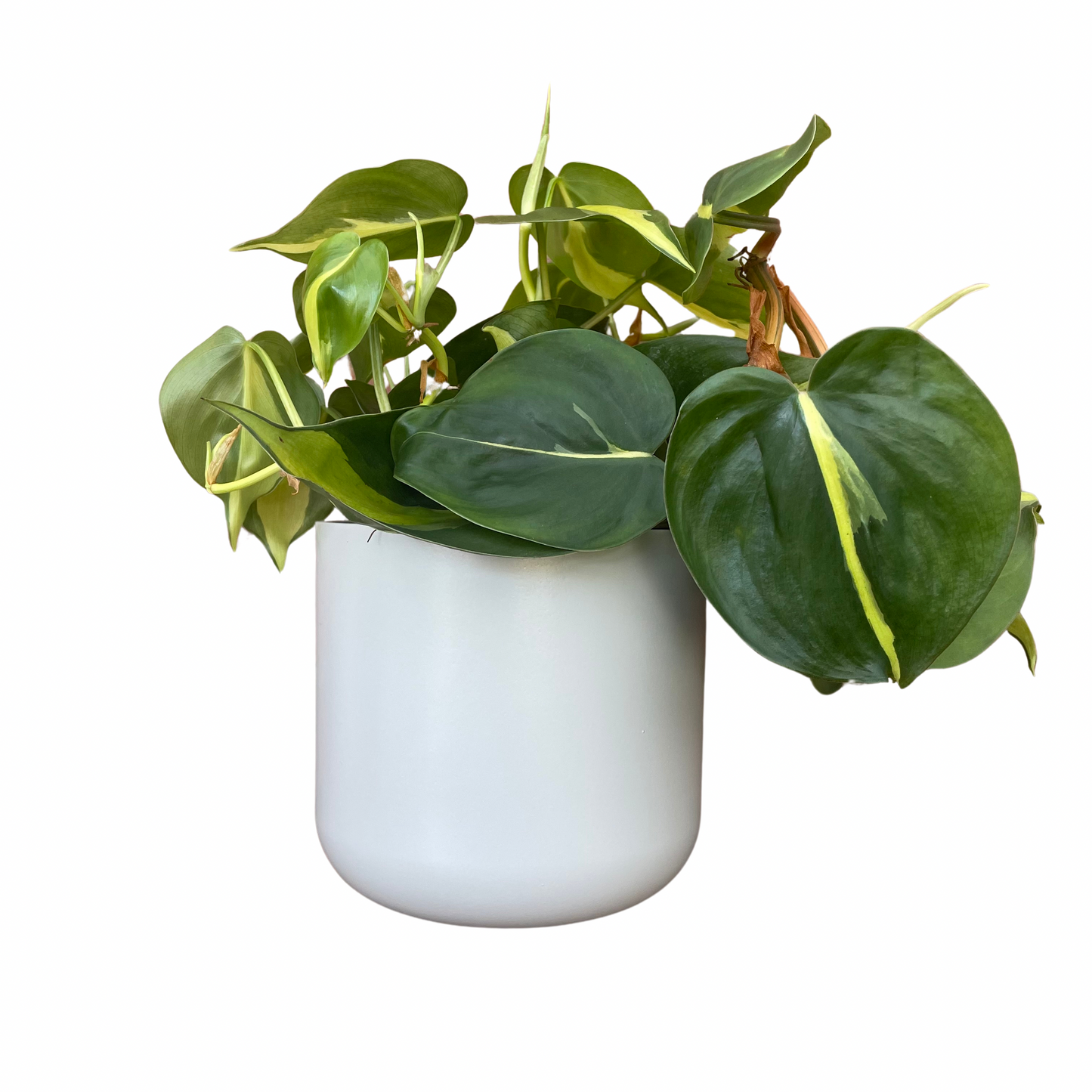 Light Grey Lisbon Ceramic Indoor Plant Pot 13.5cm