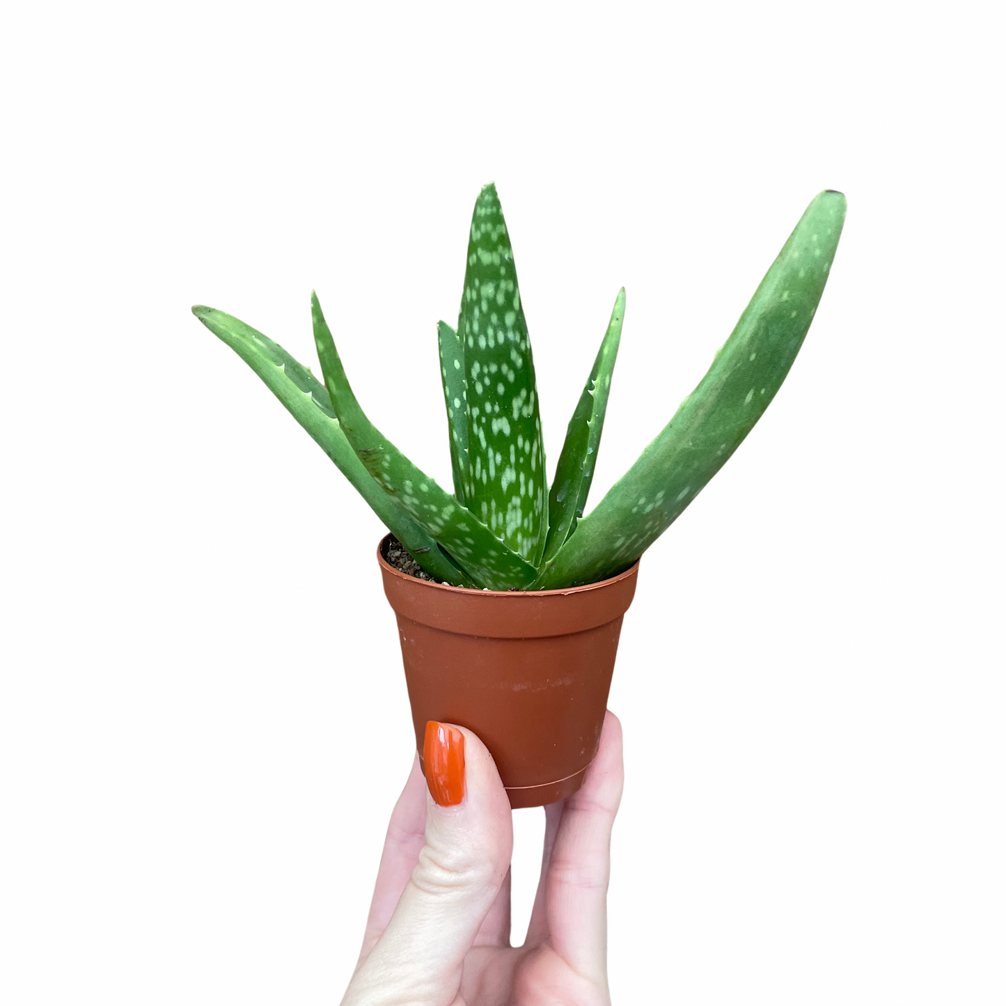 Baby Aloe Vera Plant