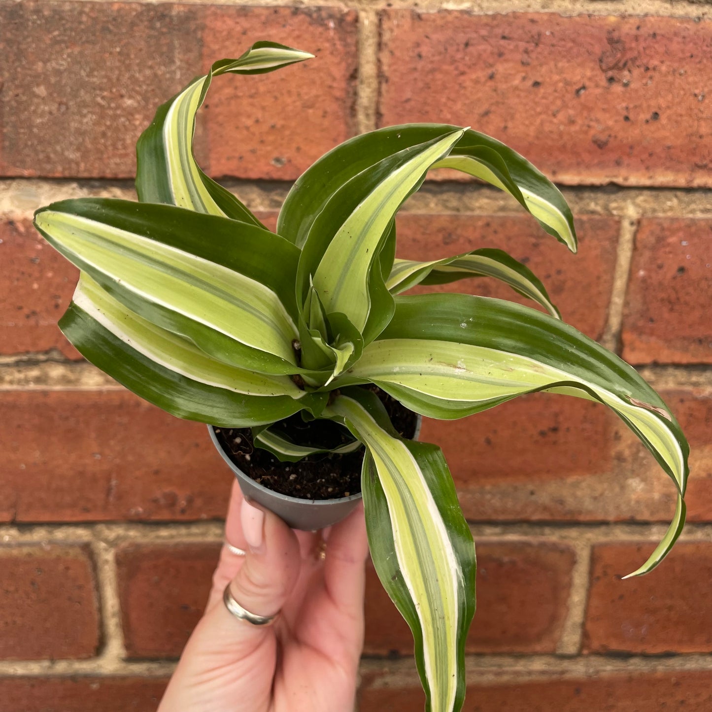 Baby Dracaena Fragrans Malaika Curly