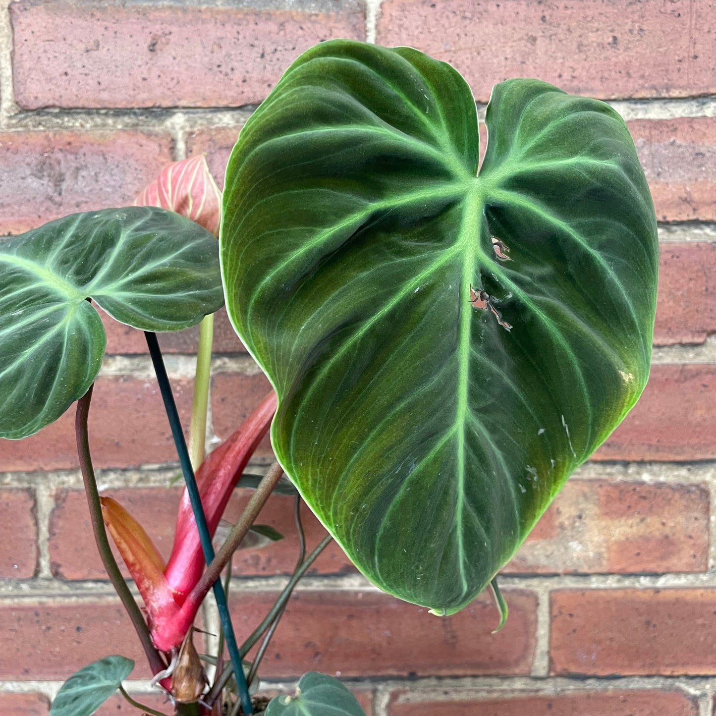 Philodendron El Choco Red