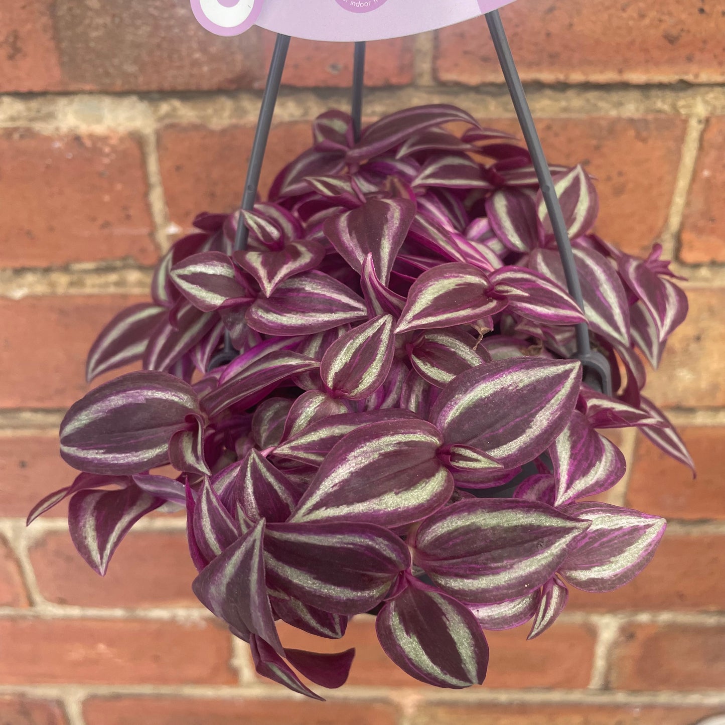 Hanging Tradescantia Zebrina