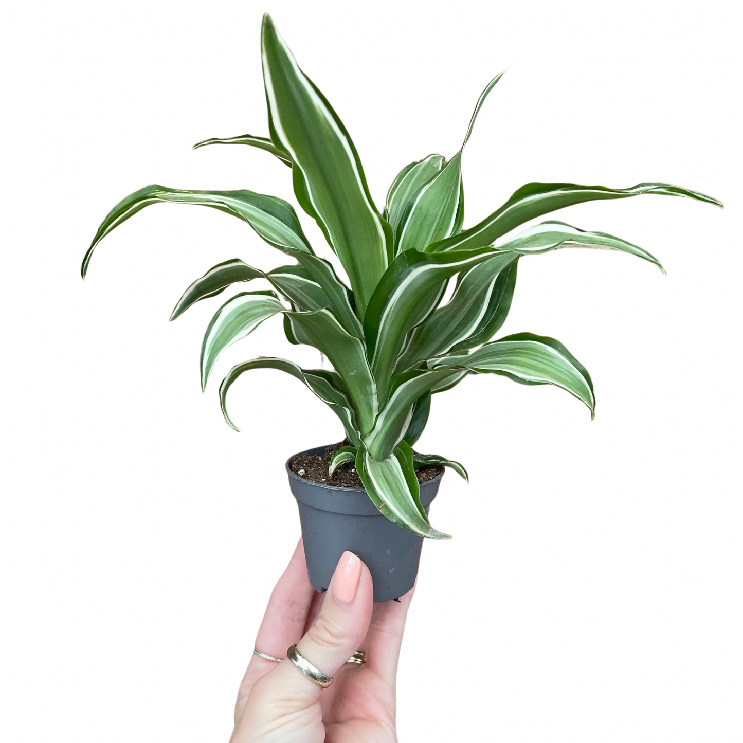 Baby Dracaena Fragrans White Jewel