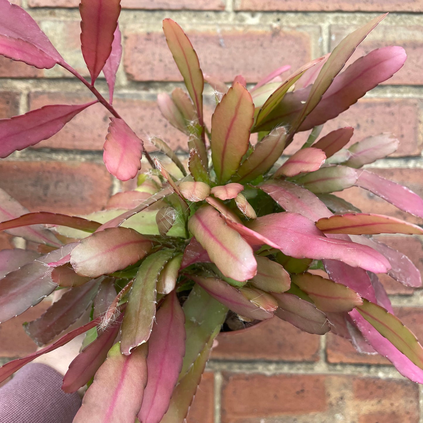 Rhipsalis Red Coral