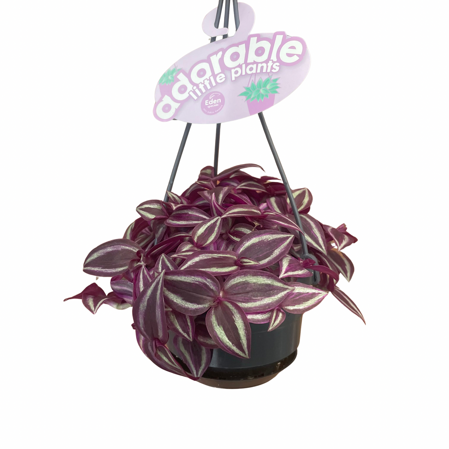 Hanging Tradescantia Zebrina