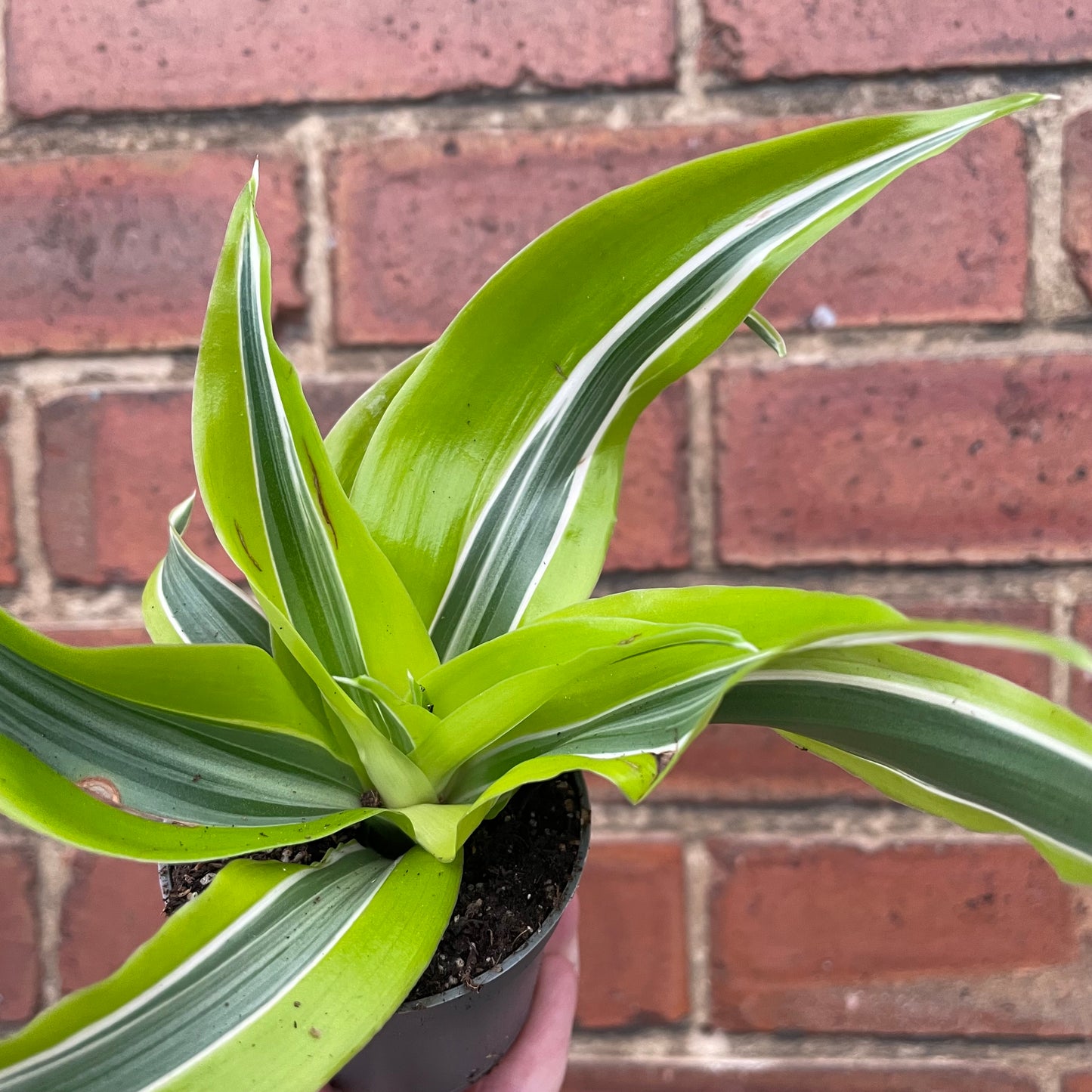 Baby Dracaena Deremensis Lemon Lime