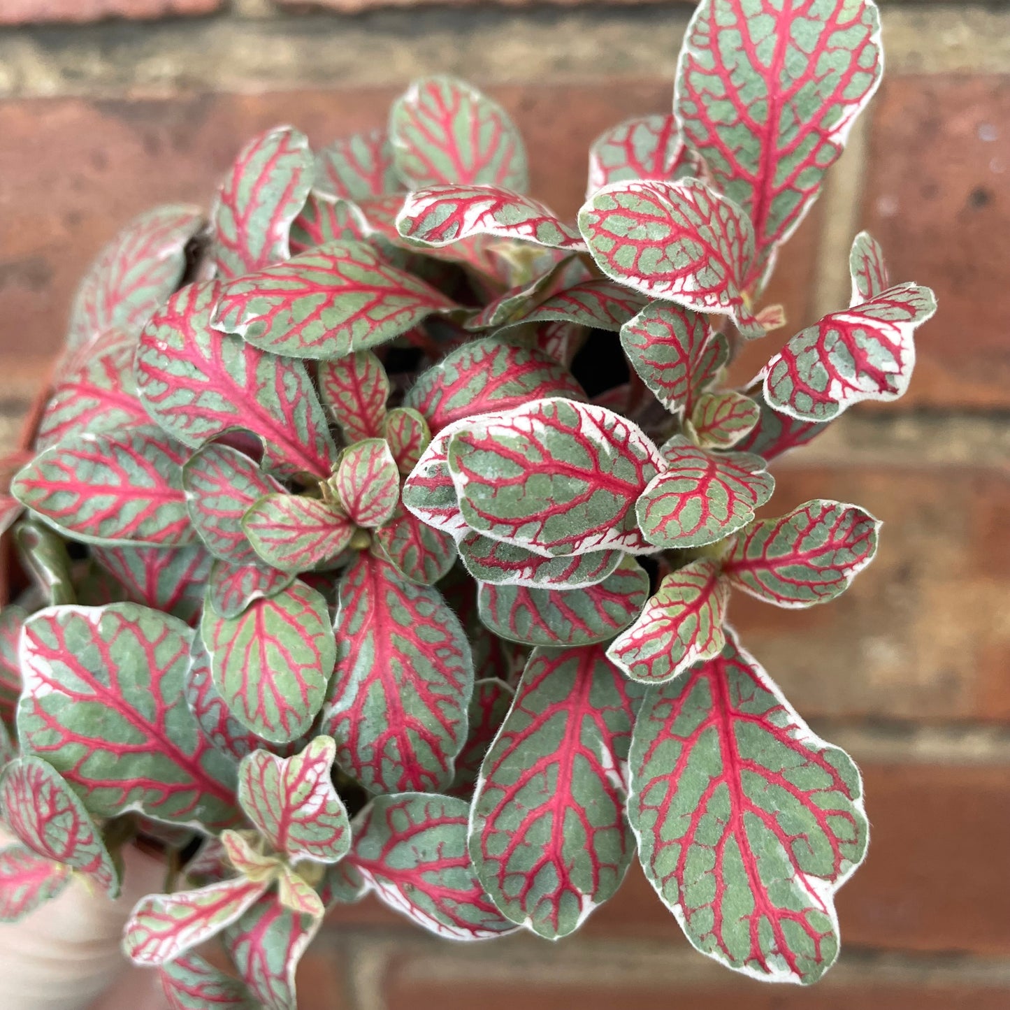 Fittonia Nerve Plant 'Grey Sensation'