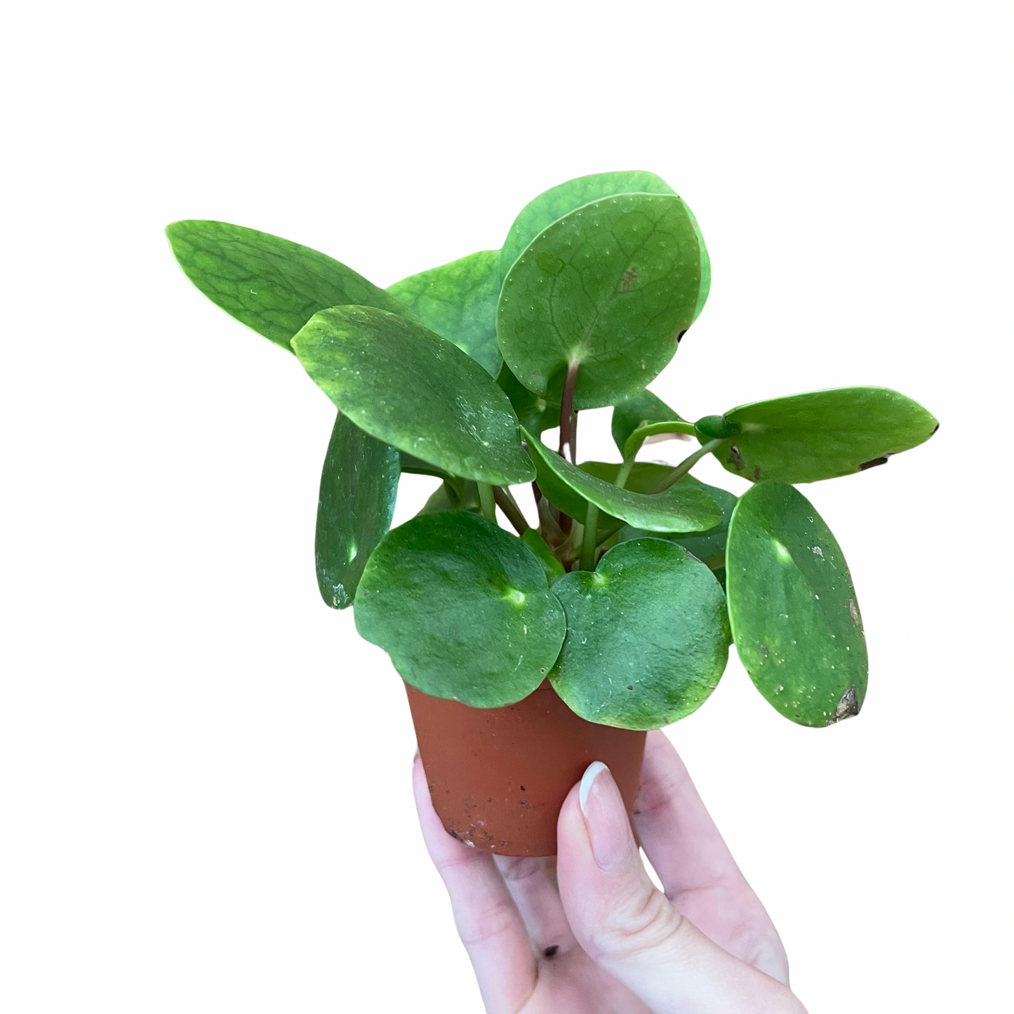 Pilea Peperomioides Chinese Money Plant