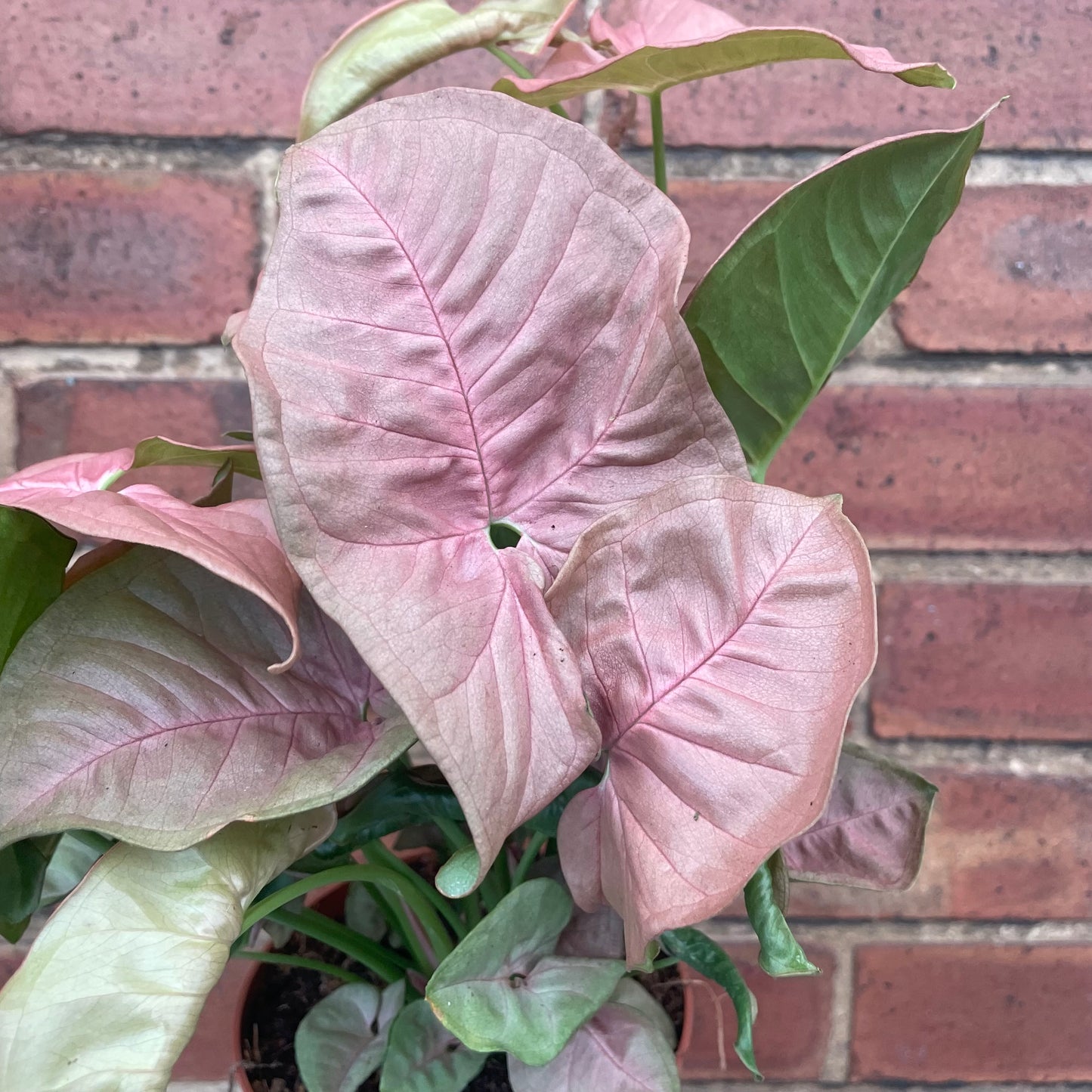 Syngonium Red Heart Arrowhead