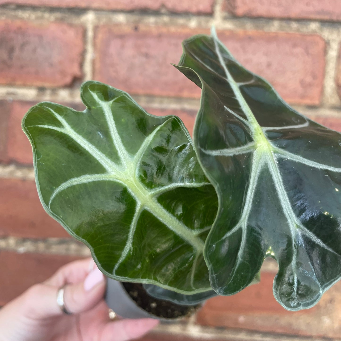 Baby Alocasia Polly/Curly Bambino