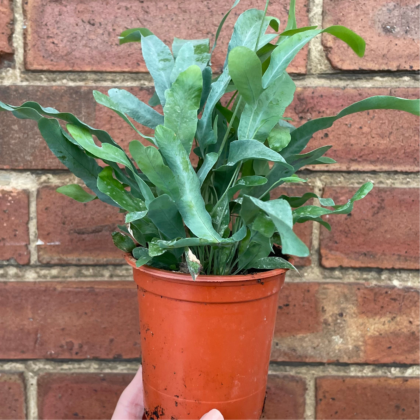 Phlebodium Blue Star Fern
