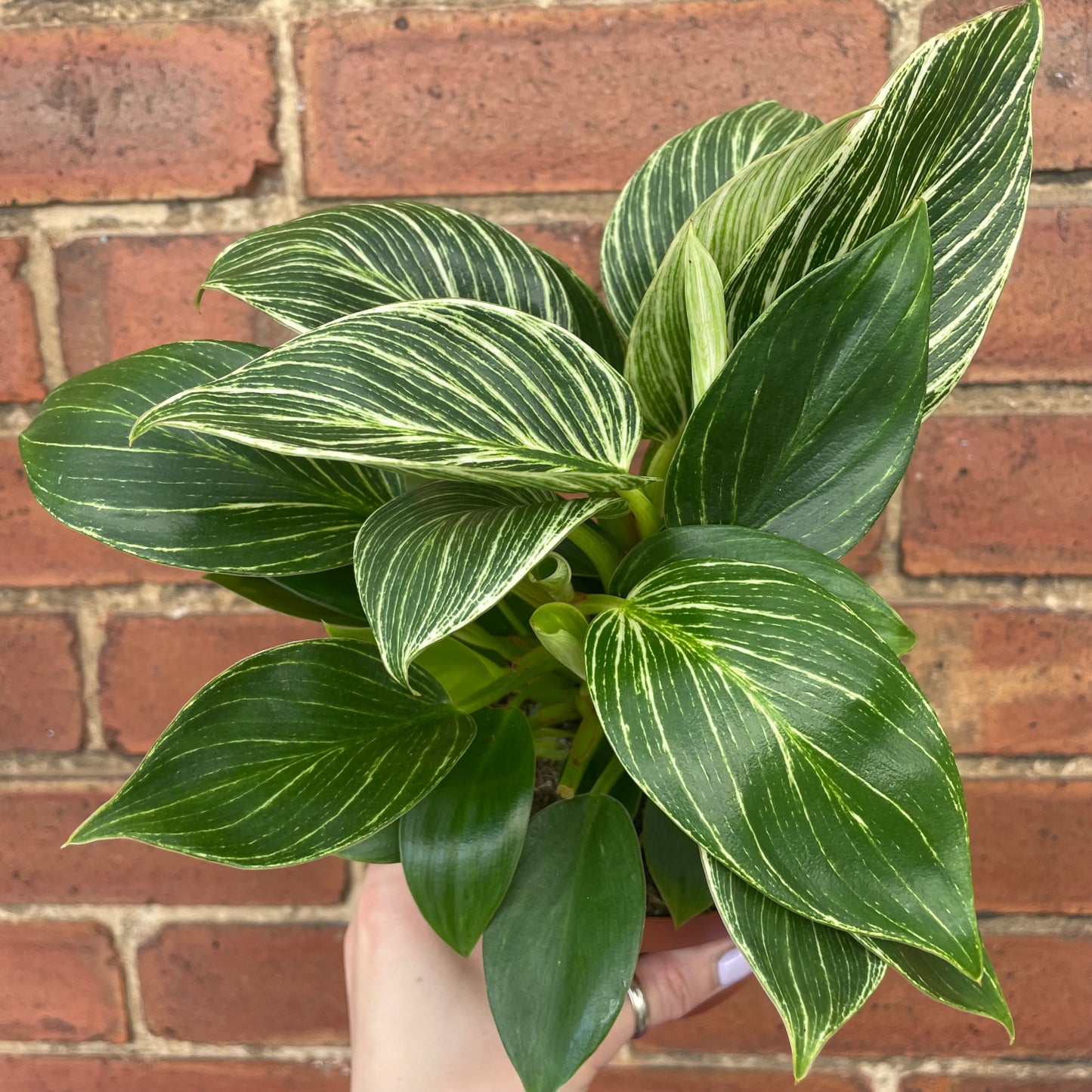 Philodendron Birkin White Wave 12cm Pot