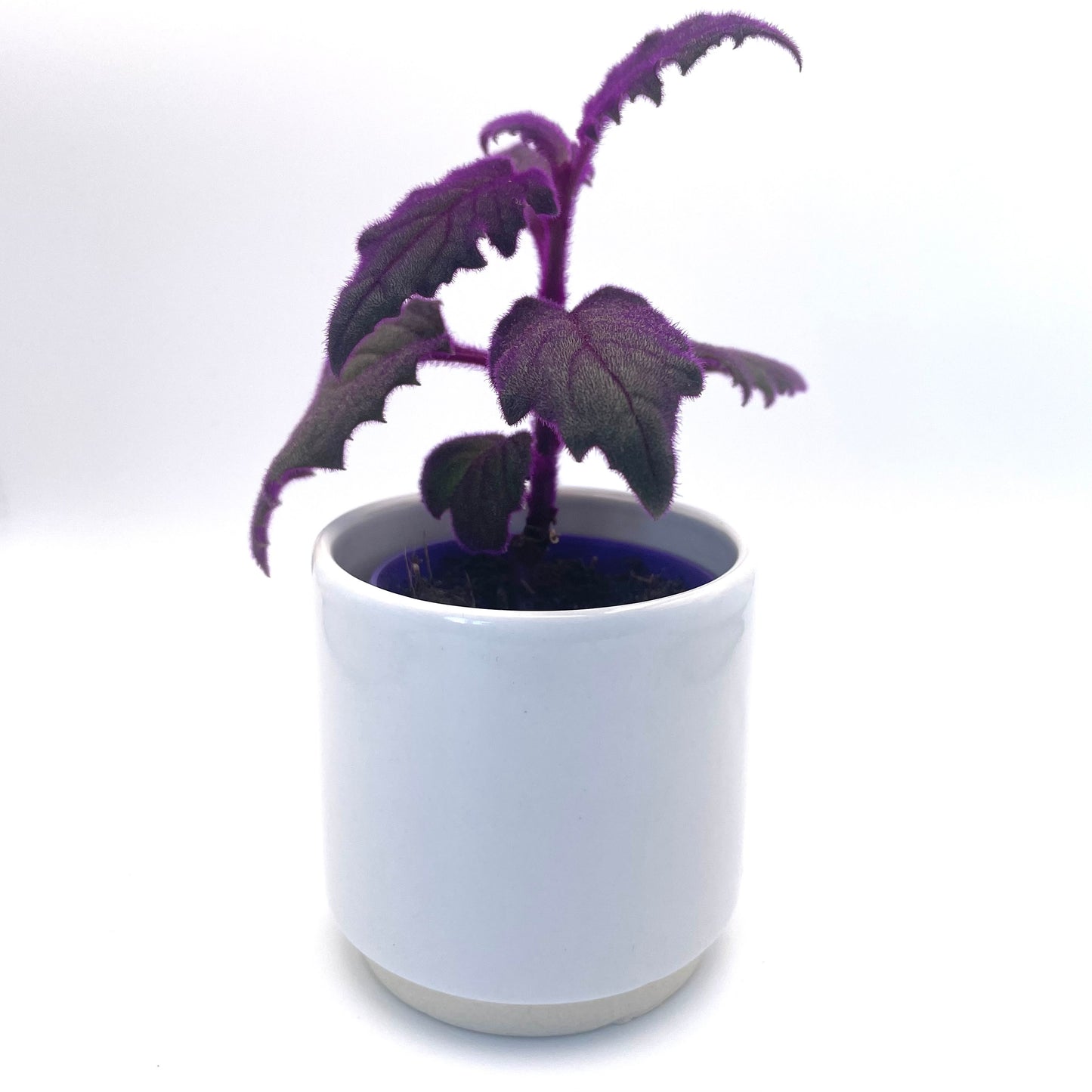 Baby Purple Passion Gynura Aurantiaca