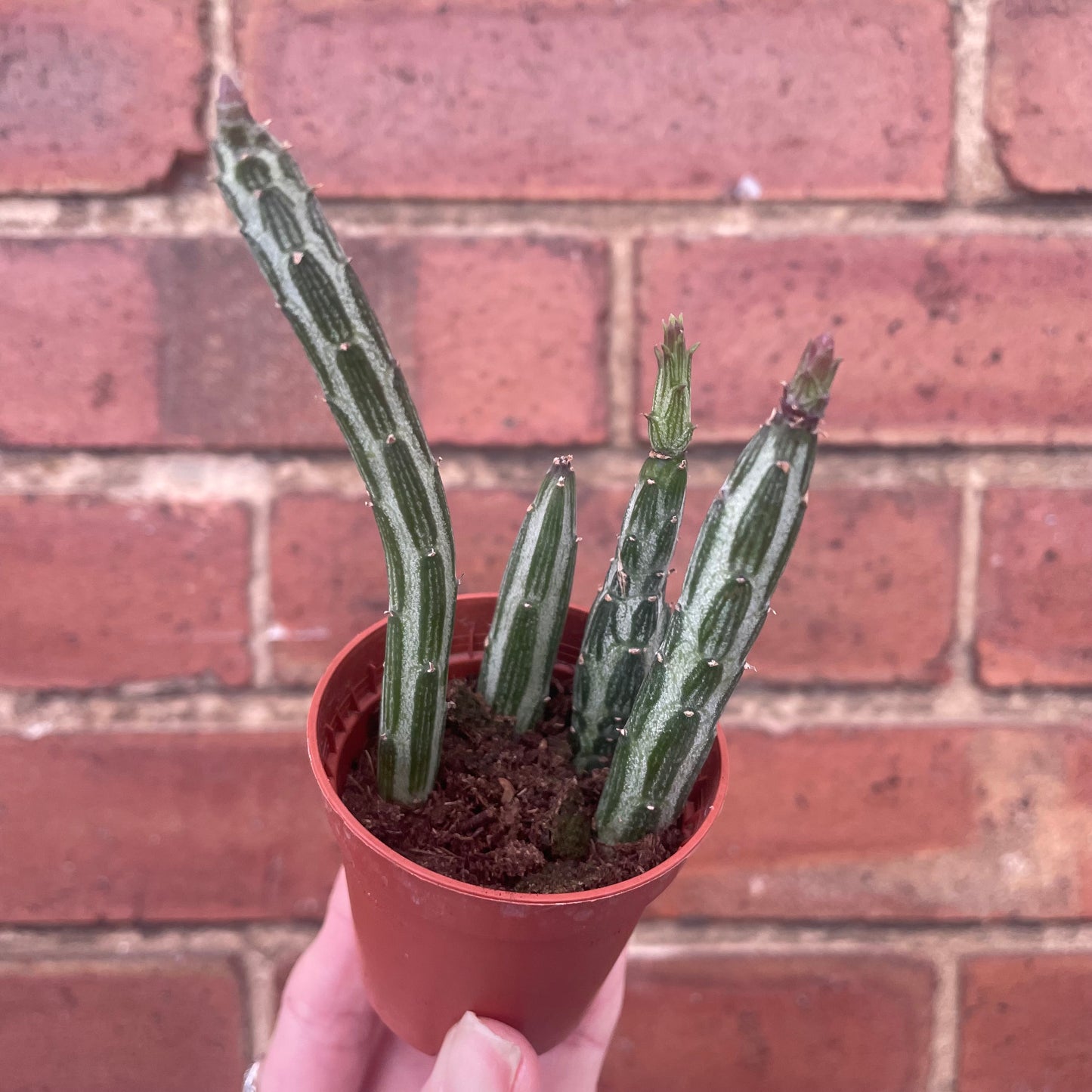 Baby Pickle Cactus Senecio Stapeliiformis