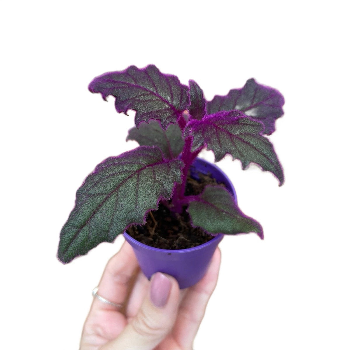 Baby Purple Passion Gynura Aurantiaca