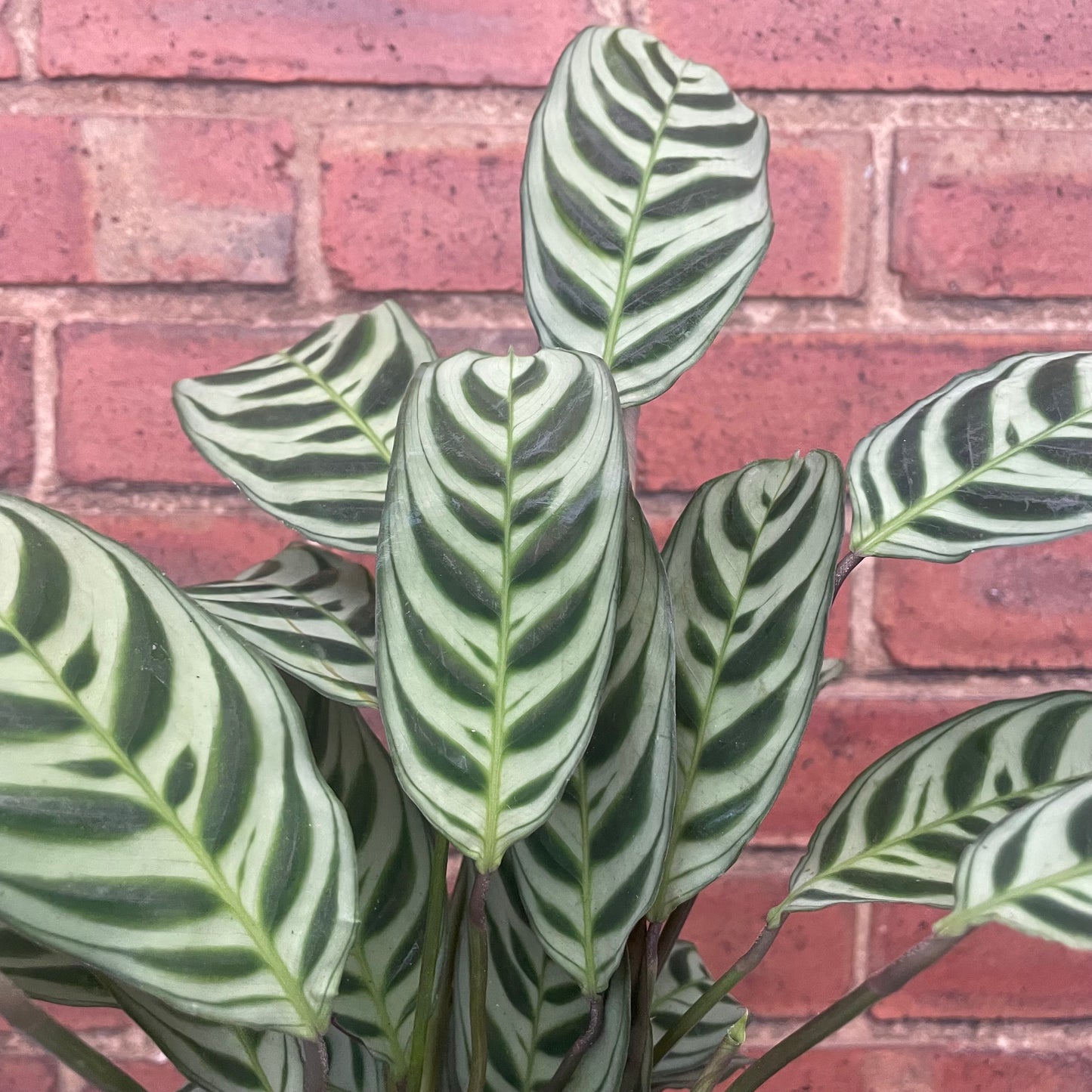 Ctenanthe Burle Marxi Never Never Plant 12cm Pot