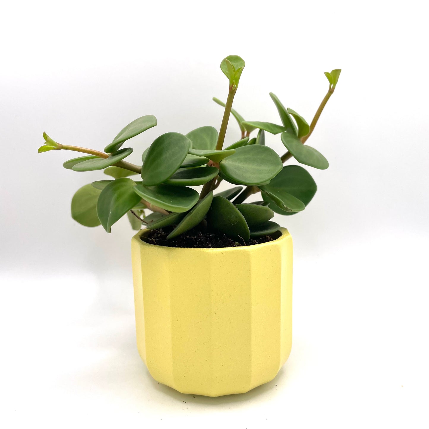 Baby Peperomia Hope