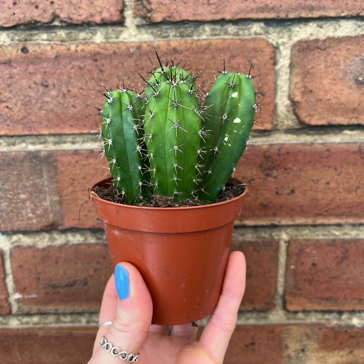 Cactus Mix