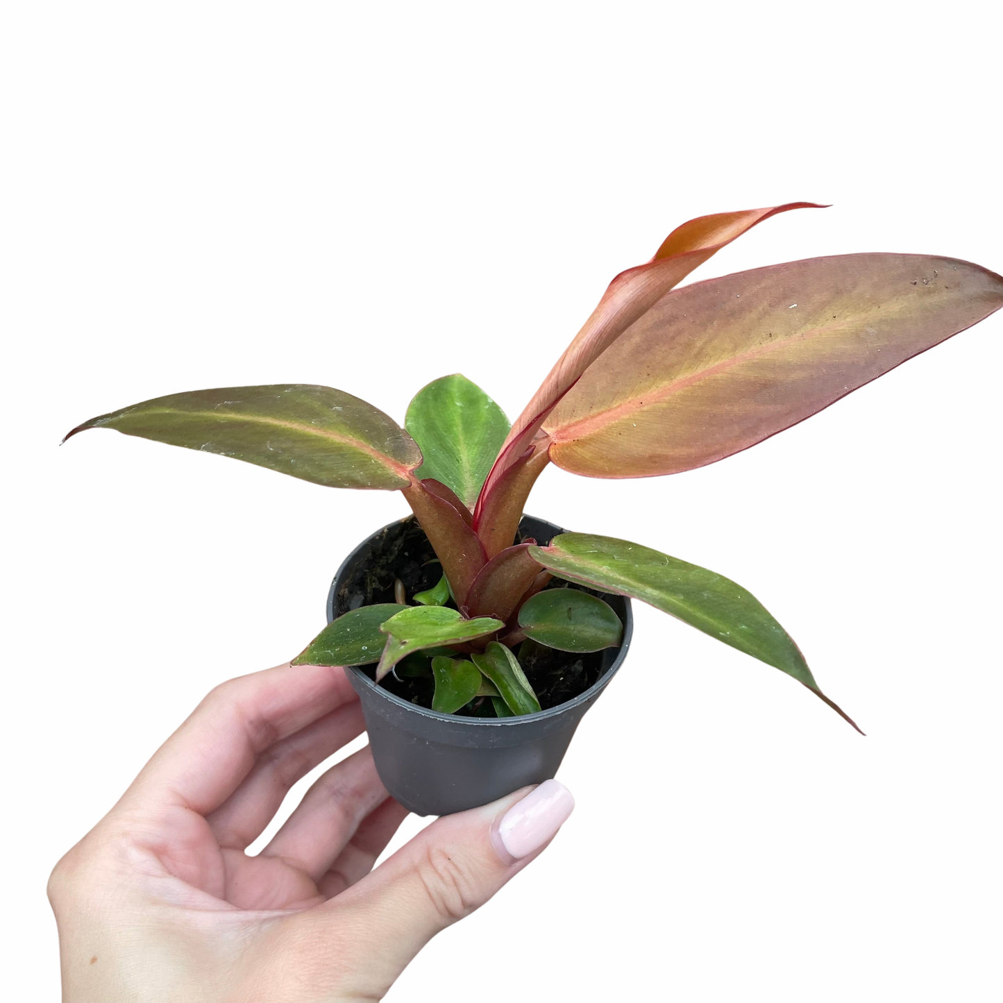 Baby Philodendron Red Sun