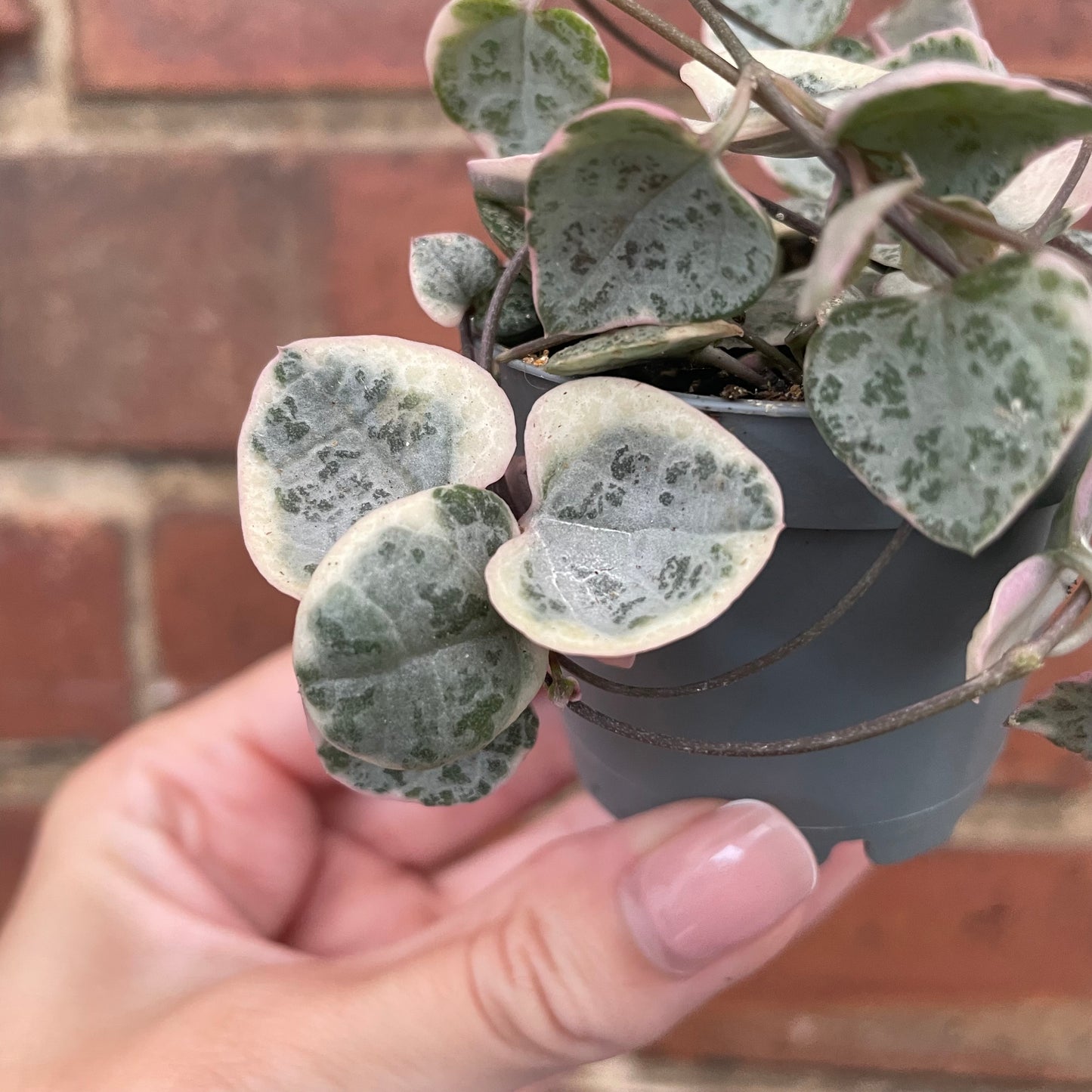 Baby Variegated String of Hearts Ceropegia Woodii