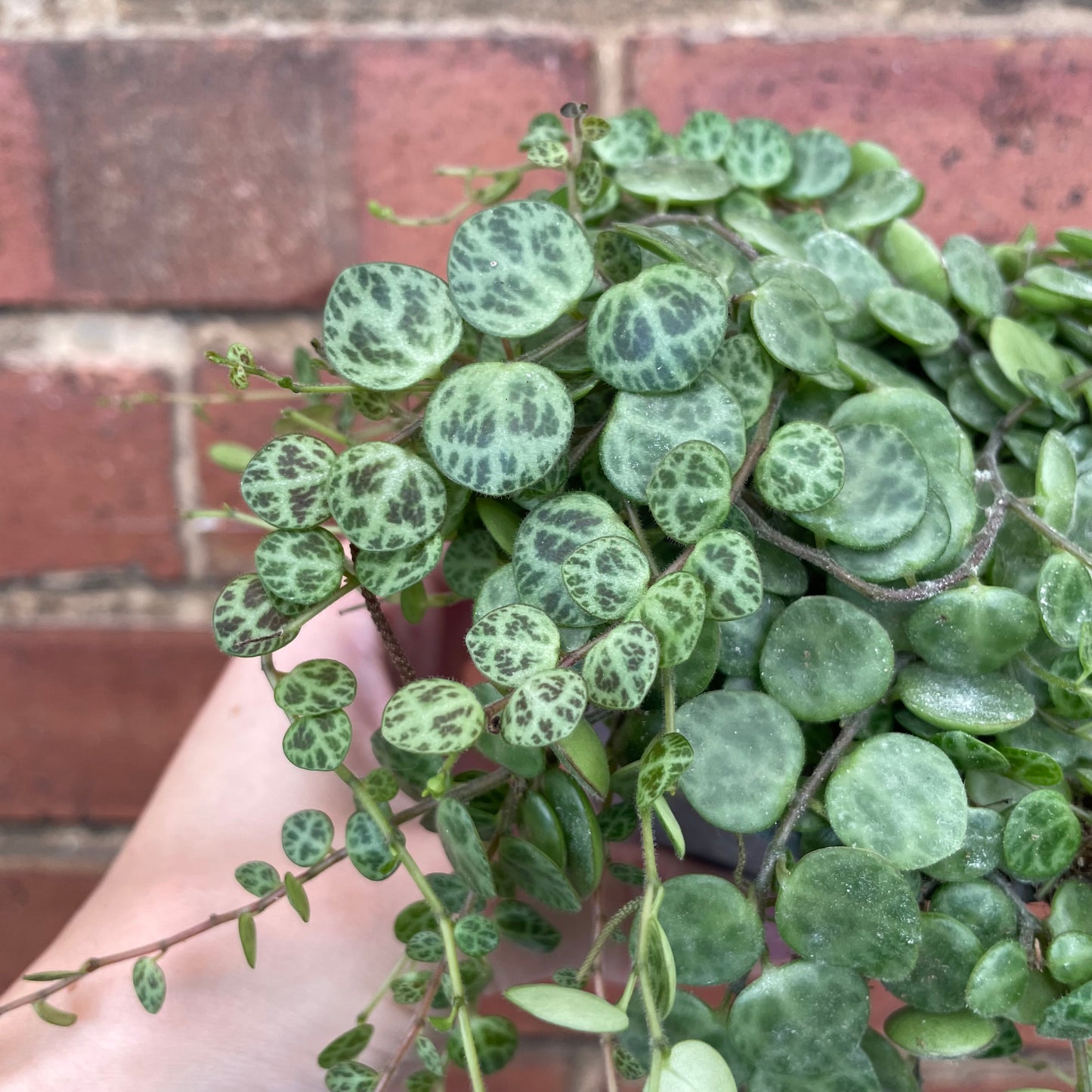 Peperomia Prostrata/String Of Turtles