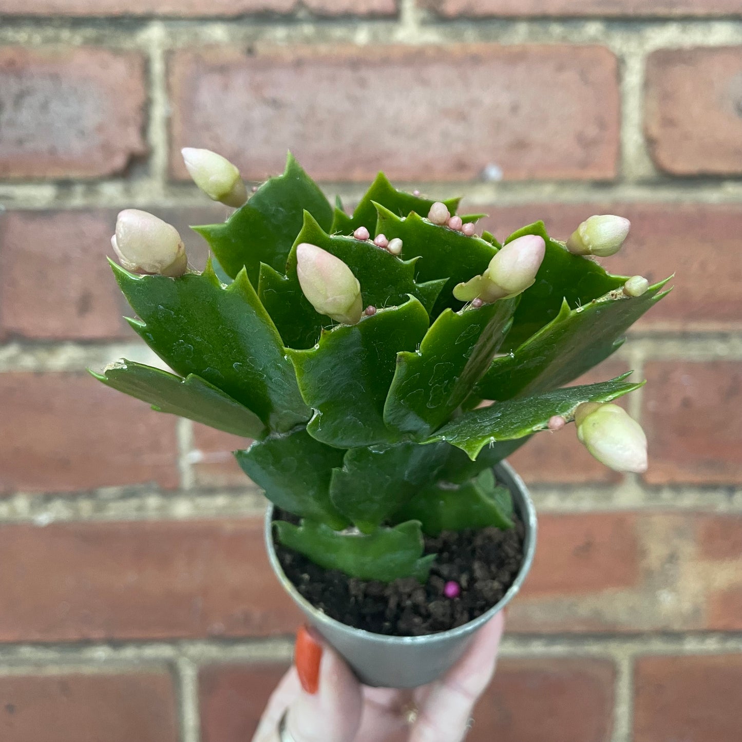Baby Schlumbergera Christmas Cactus