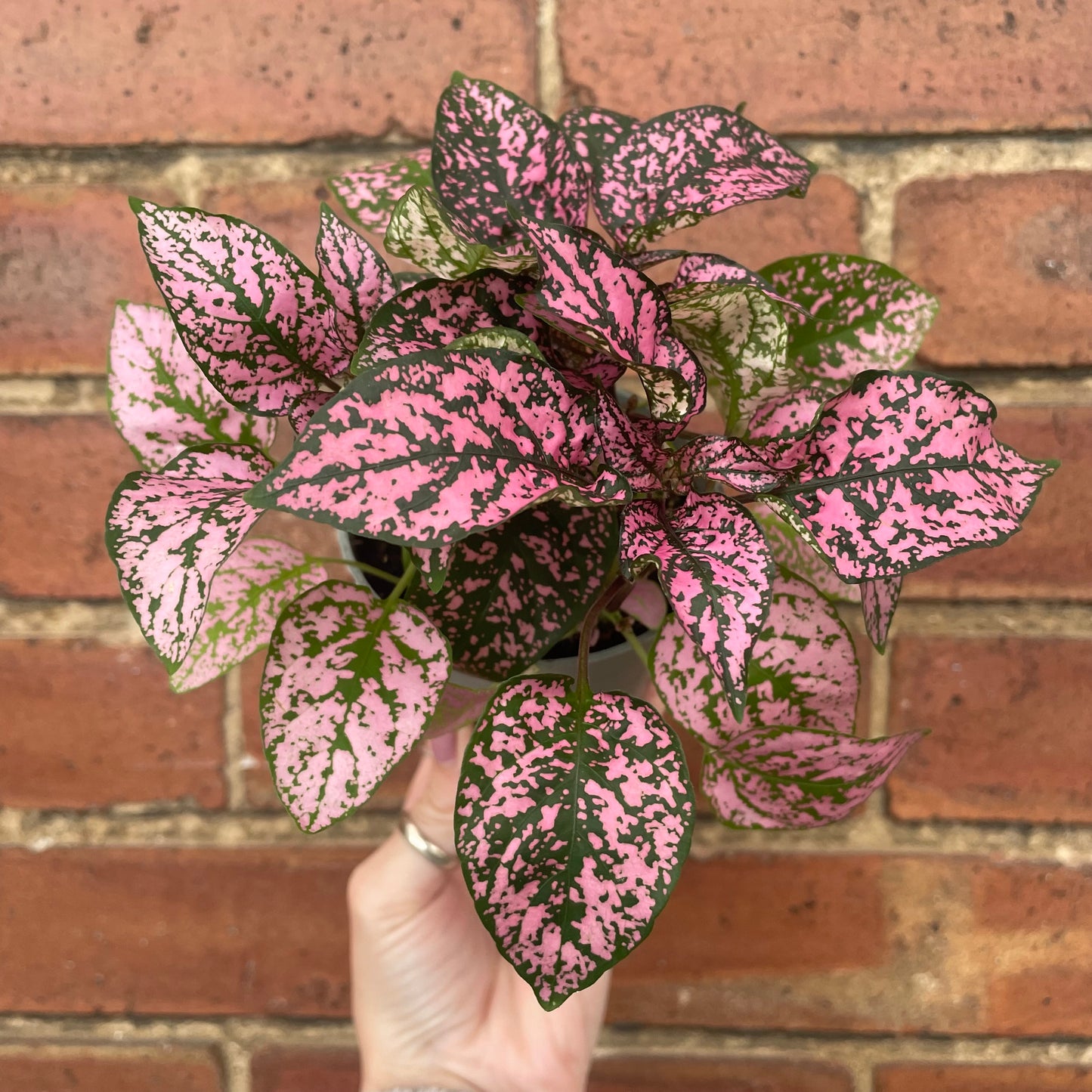 Hypoestes Phyllostachya Polka Dot Plant