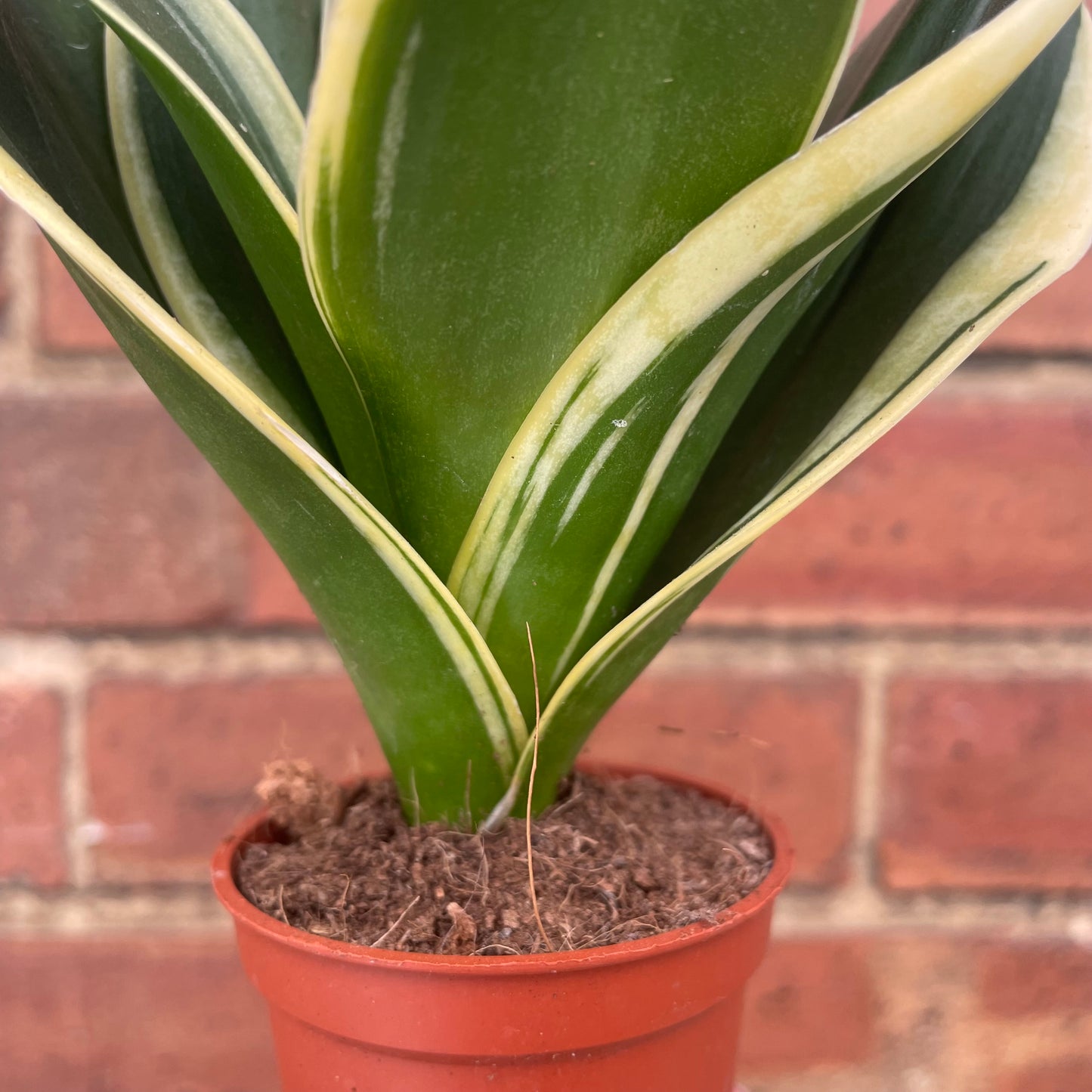 Baby Sansevieria Golden Flame
