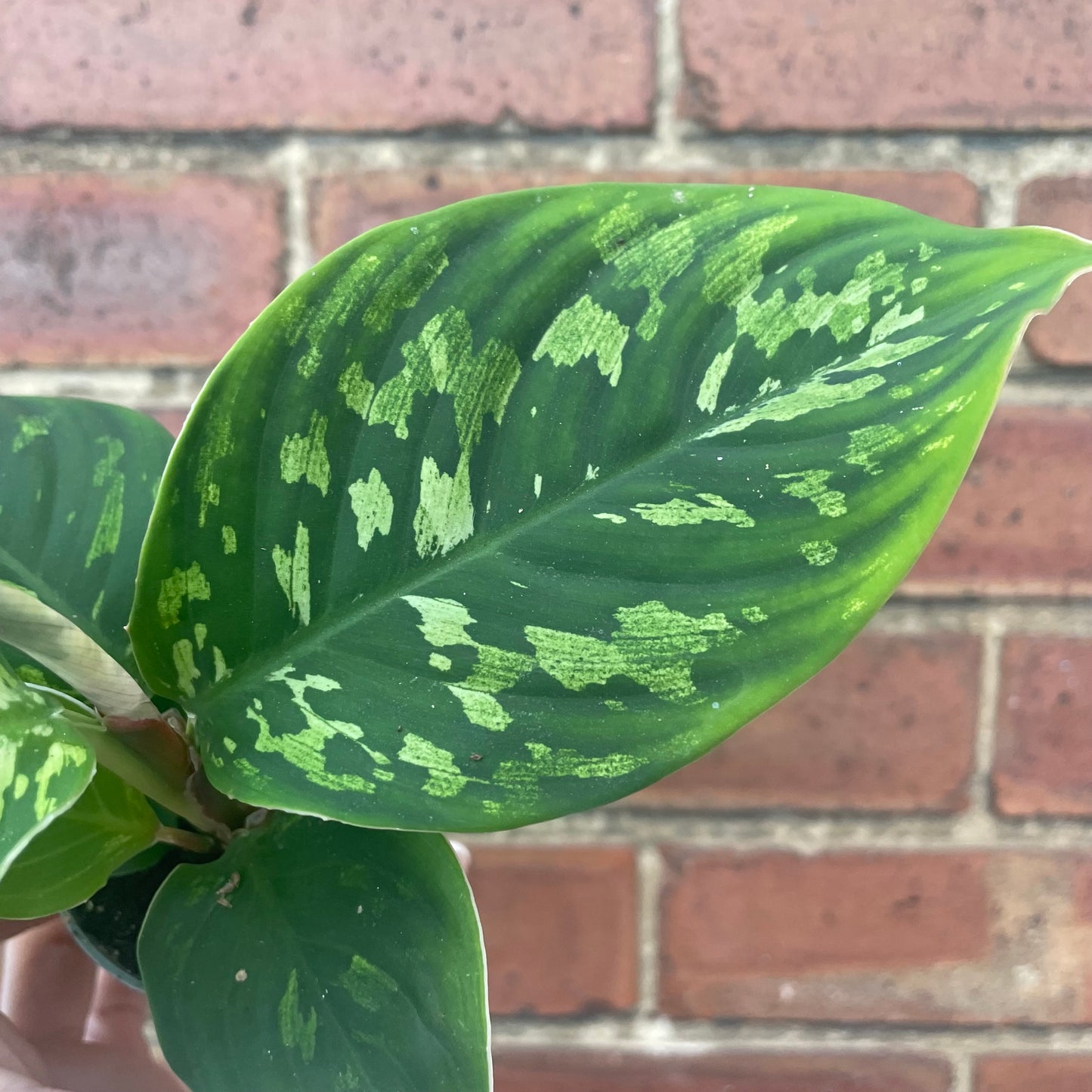 Baby Homalomena Camouflage