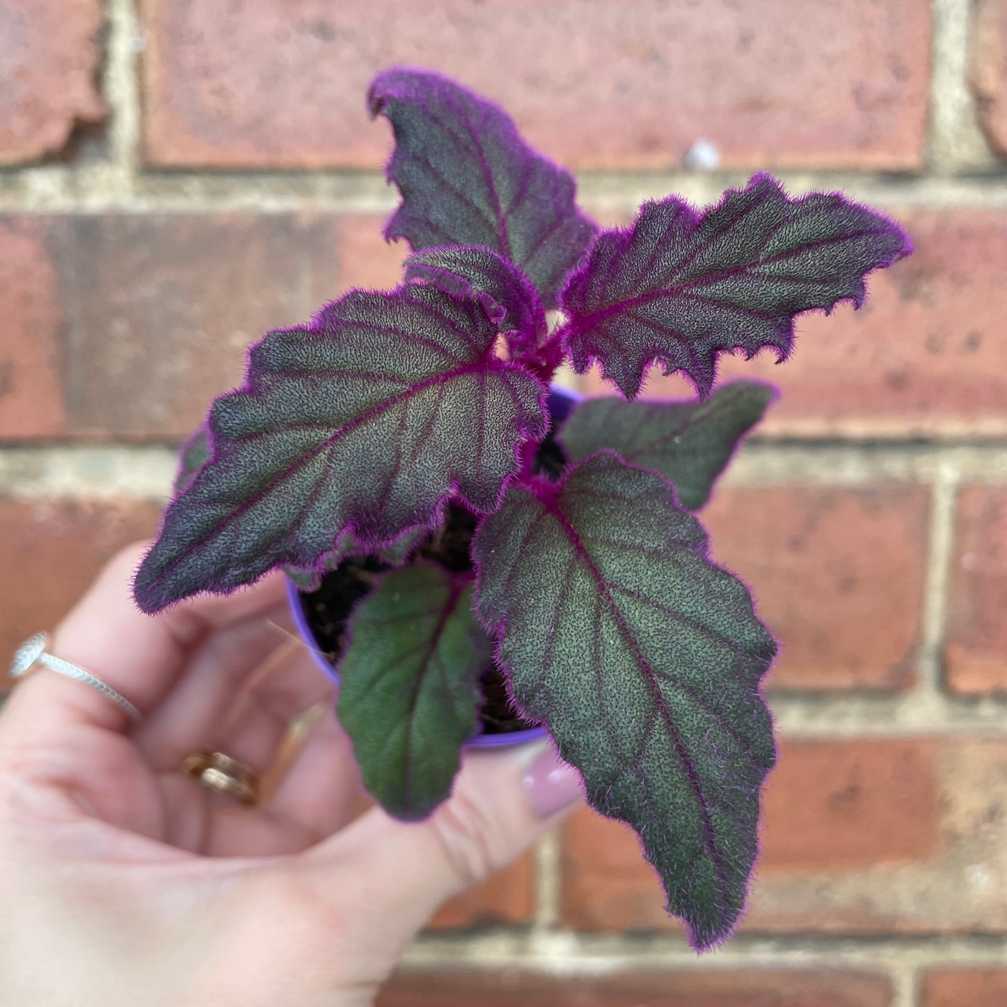 Baby Purple Passion Gynura Aurantiaca