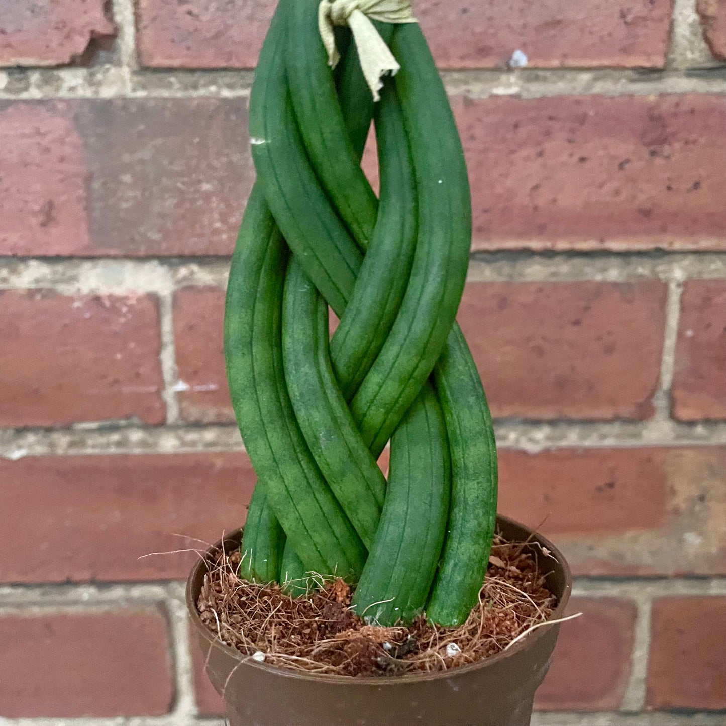 Sansevieria Cylindrica Braided