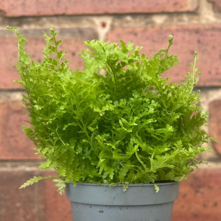 Baby Boston Fern Fluffy Ruffles