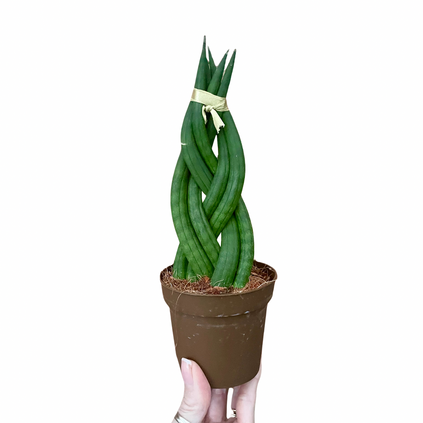 Sansevieria Cylindrica Braided