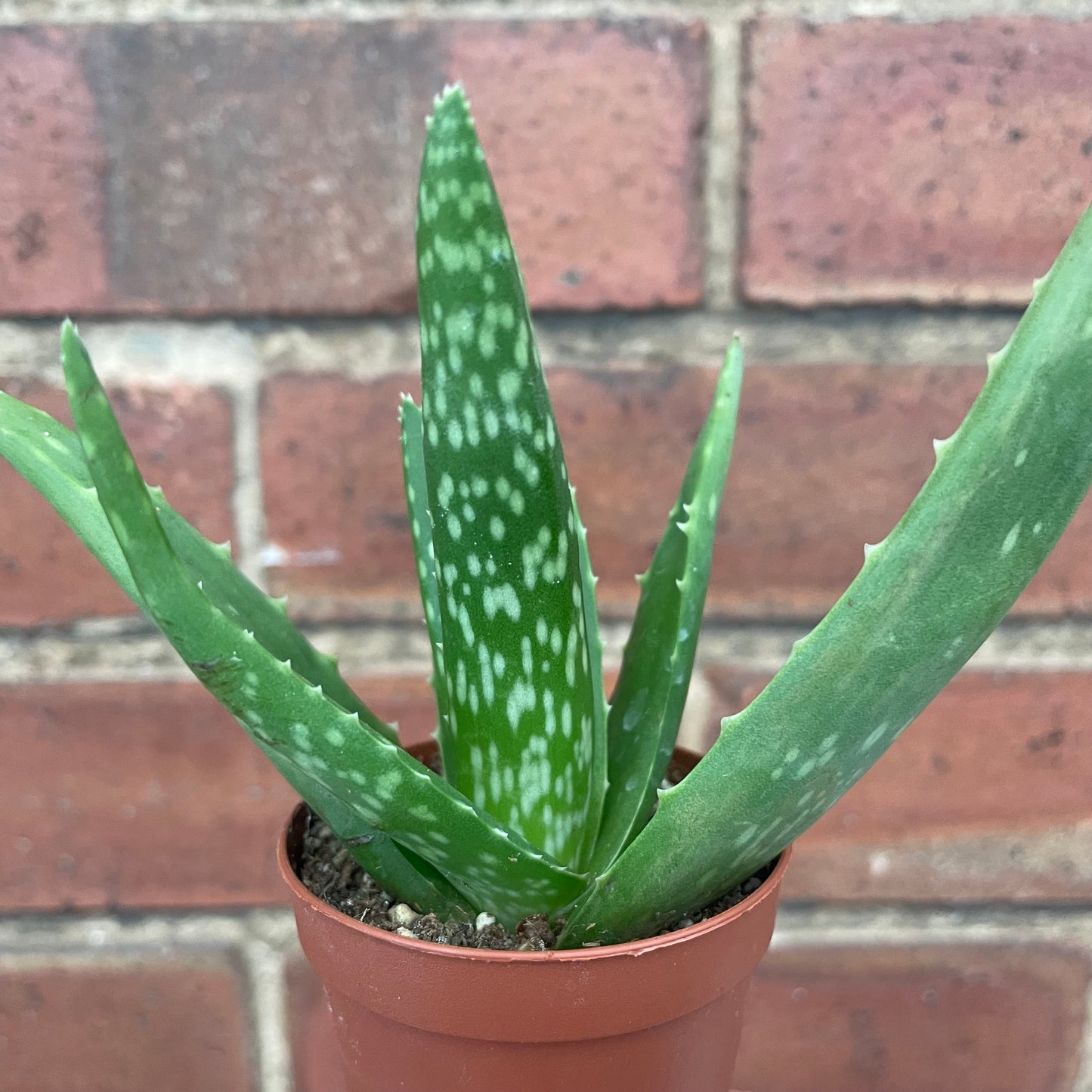 Baby Aloe Vera Plant